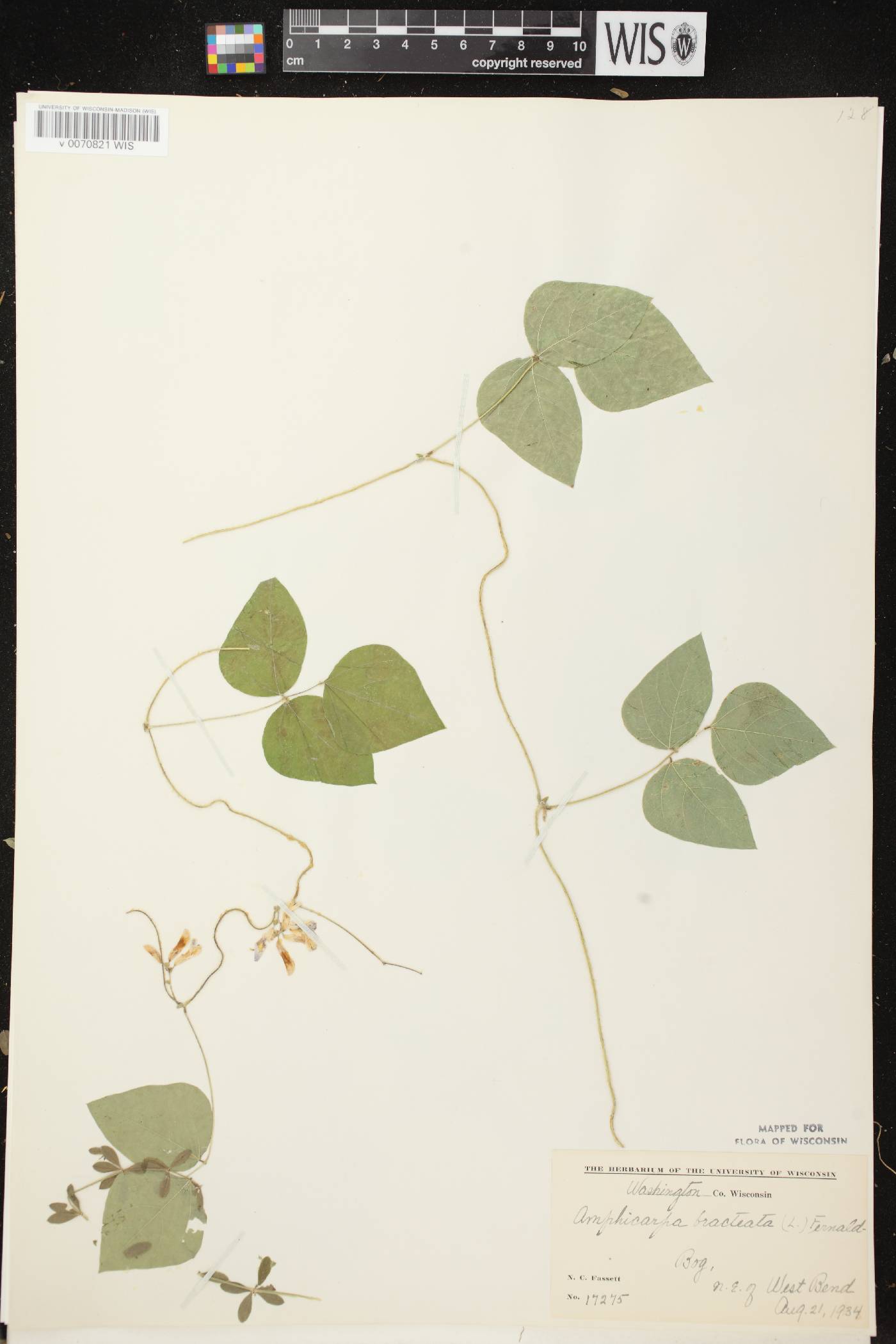 Amphicarpaea bracteata image