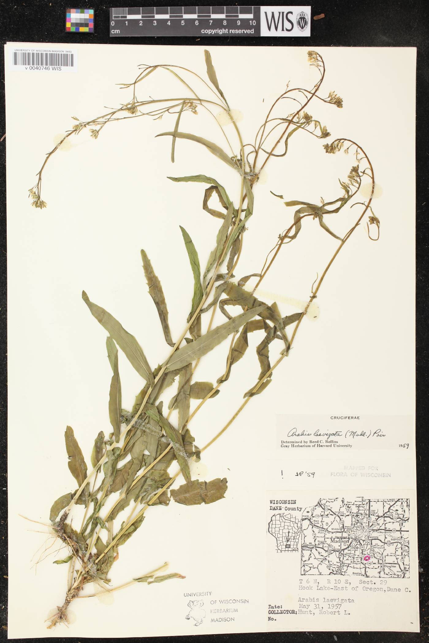 Boechera laevigata image