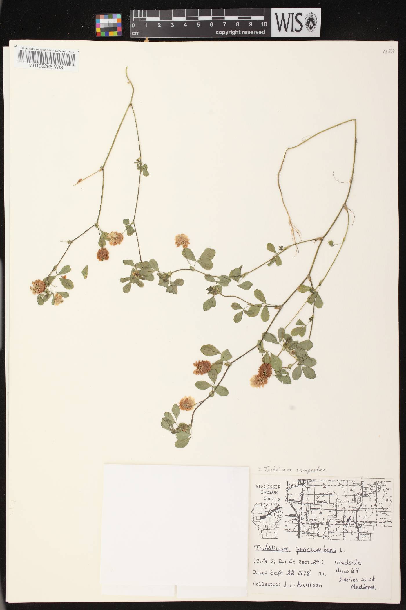 Trifolium campestre image