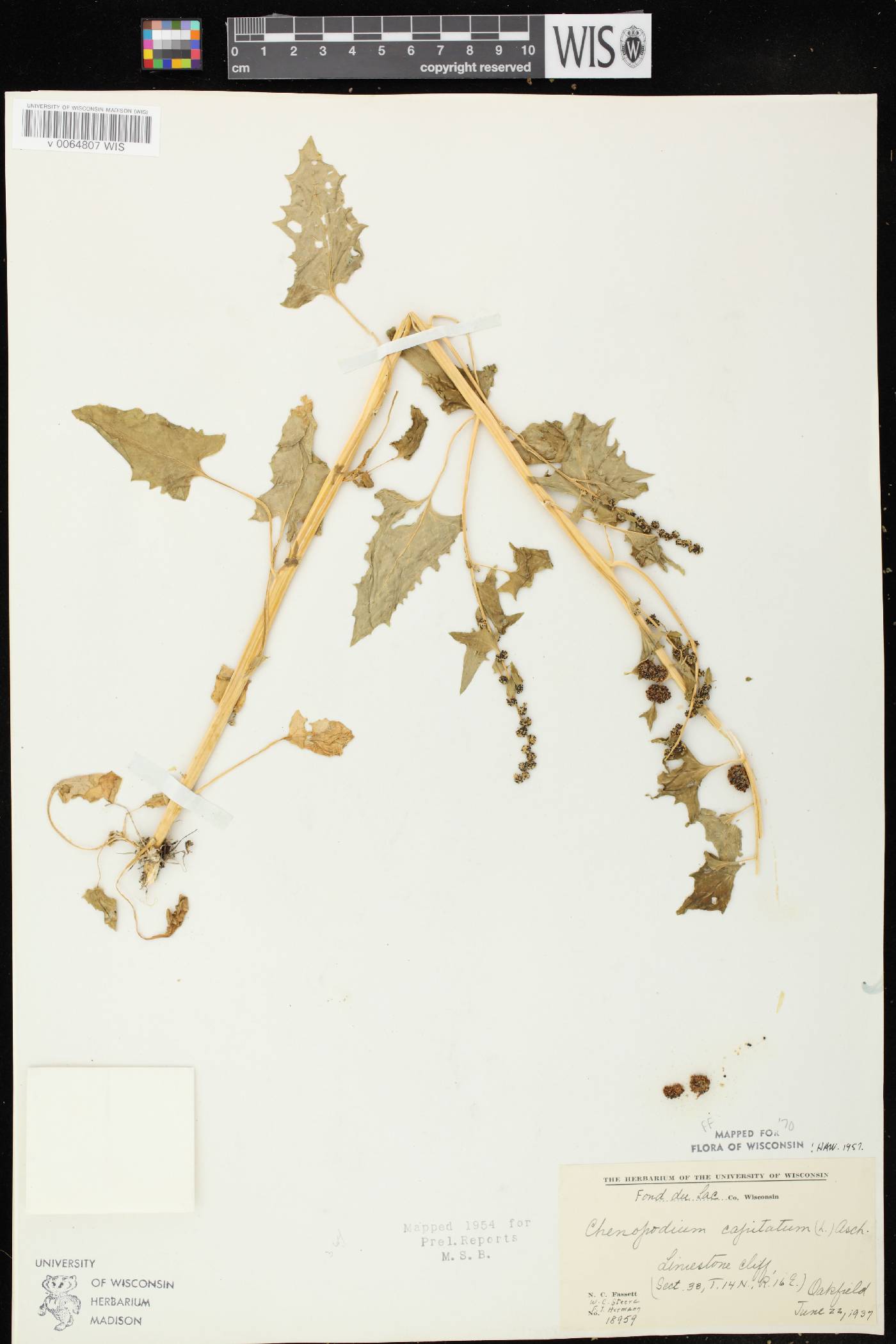 Chenopodium capitatum image