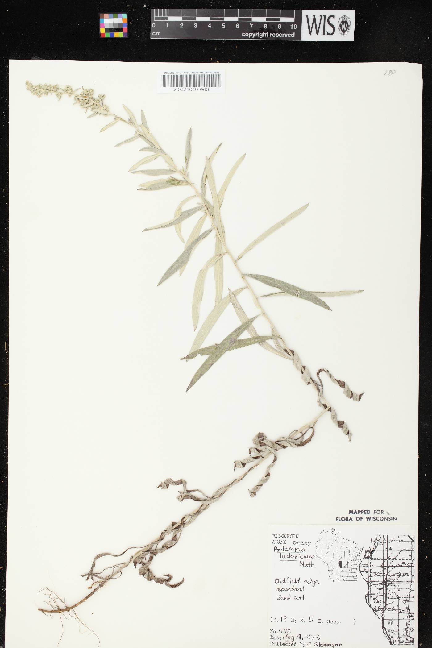 Artemisia ludoviciana image