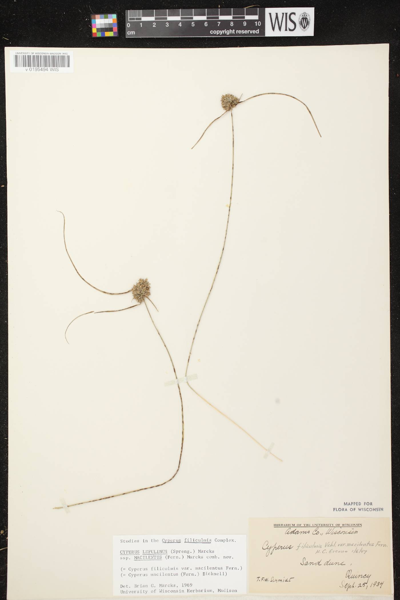 Cyperus lupulinus image
