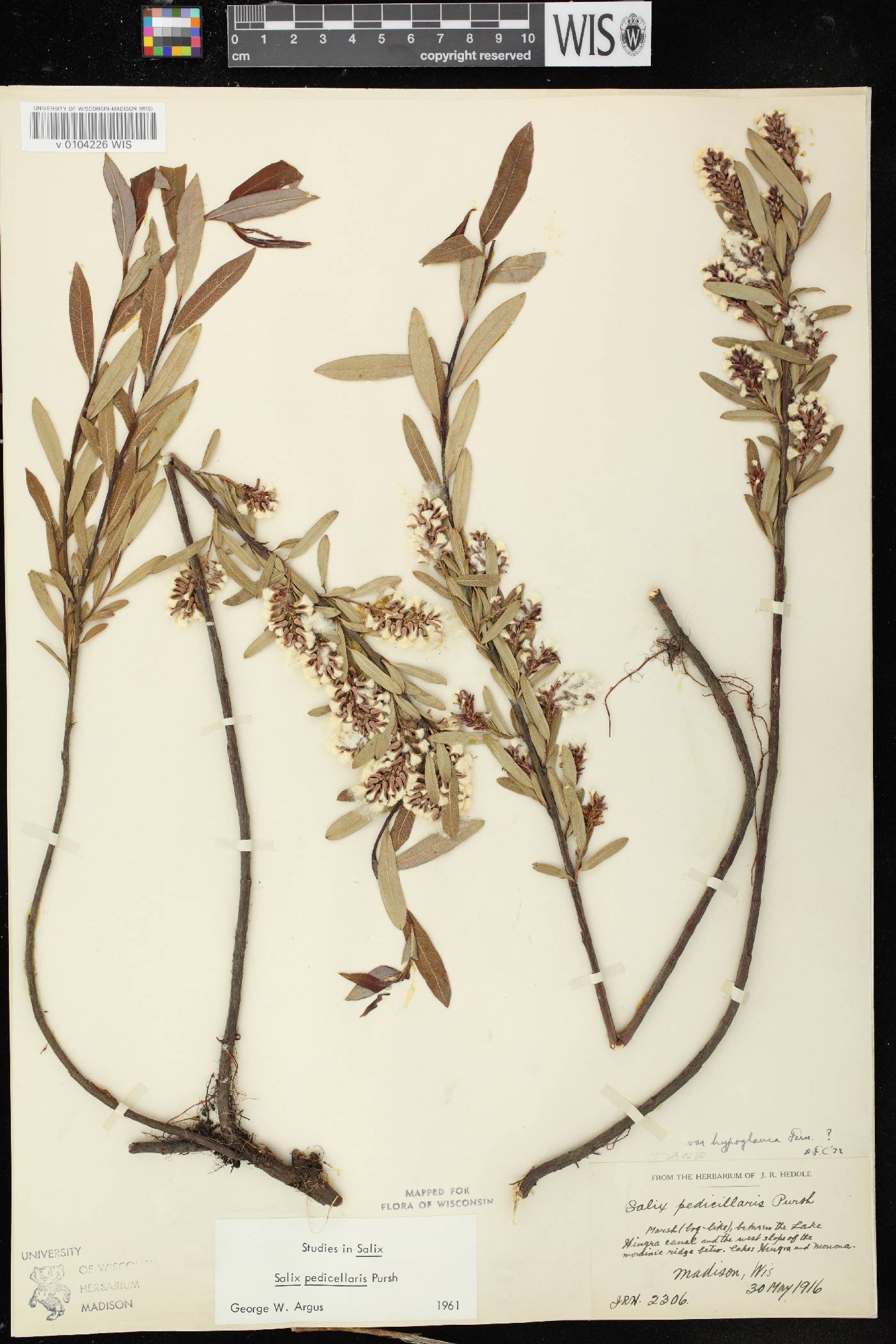 Salix pedicellaris image