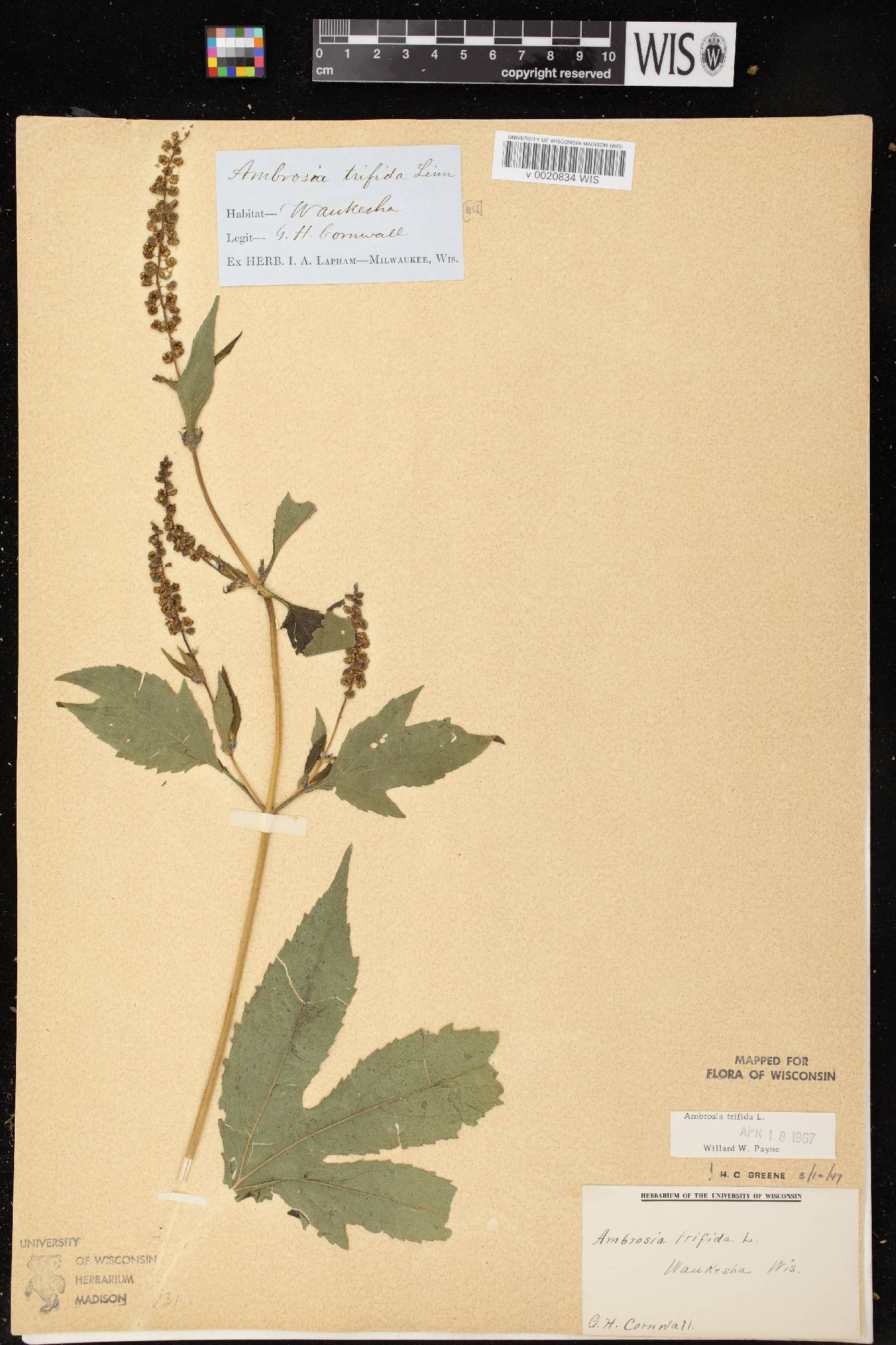 Ambrosia trifida image