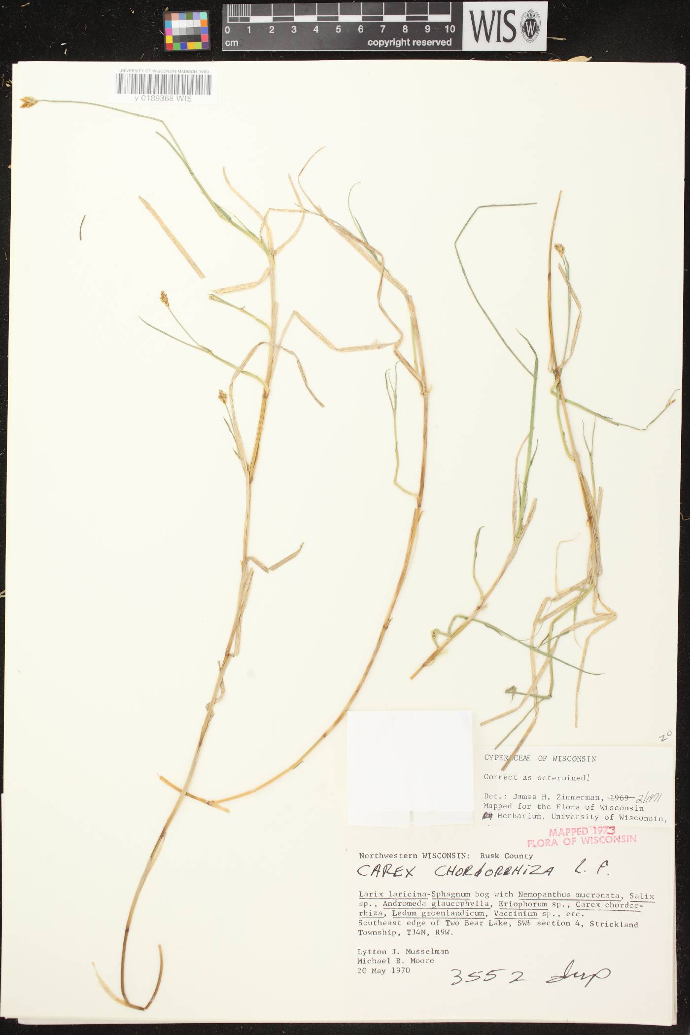 Carex cephalophora image
