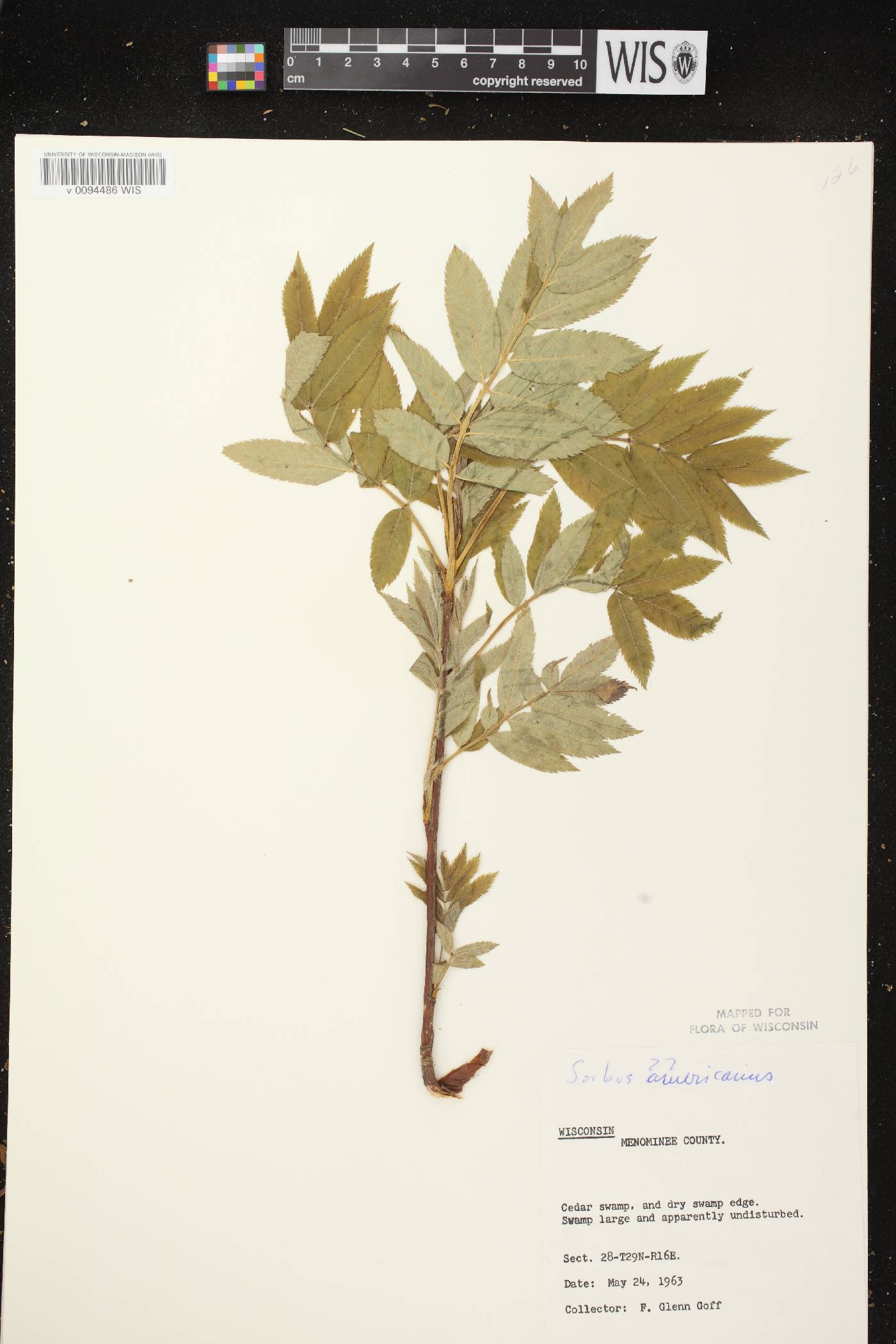 Sorbus americana image
