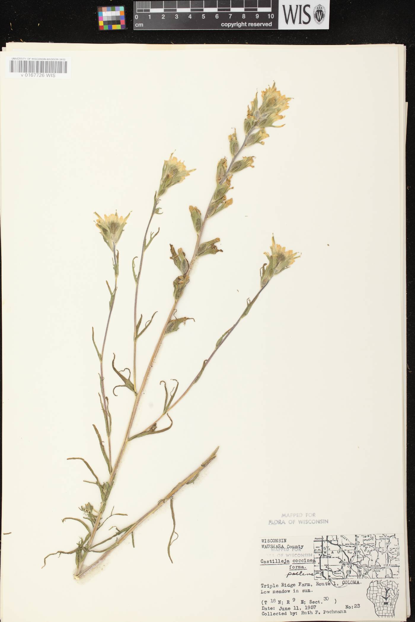 Castilleja coccinea image