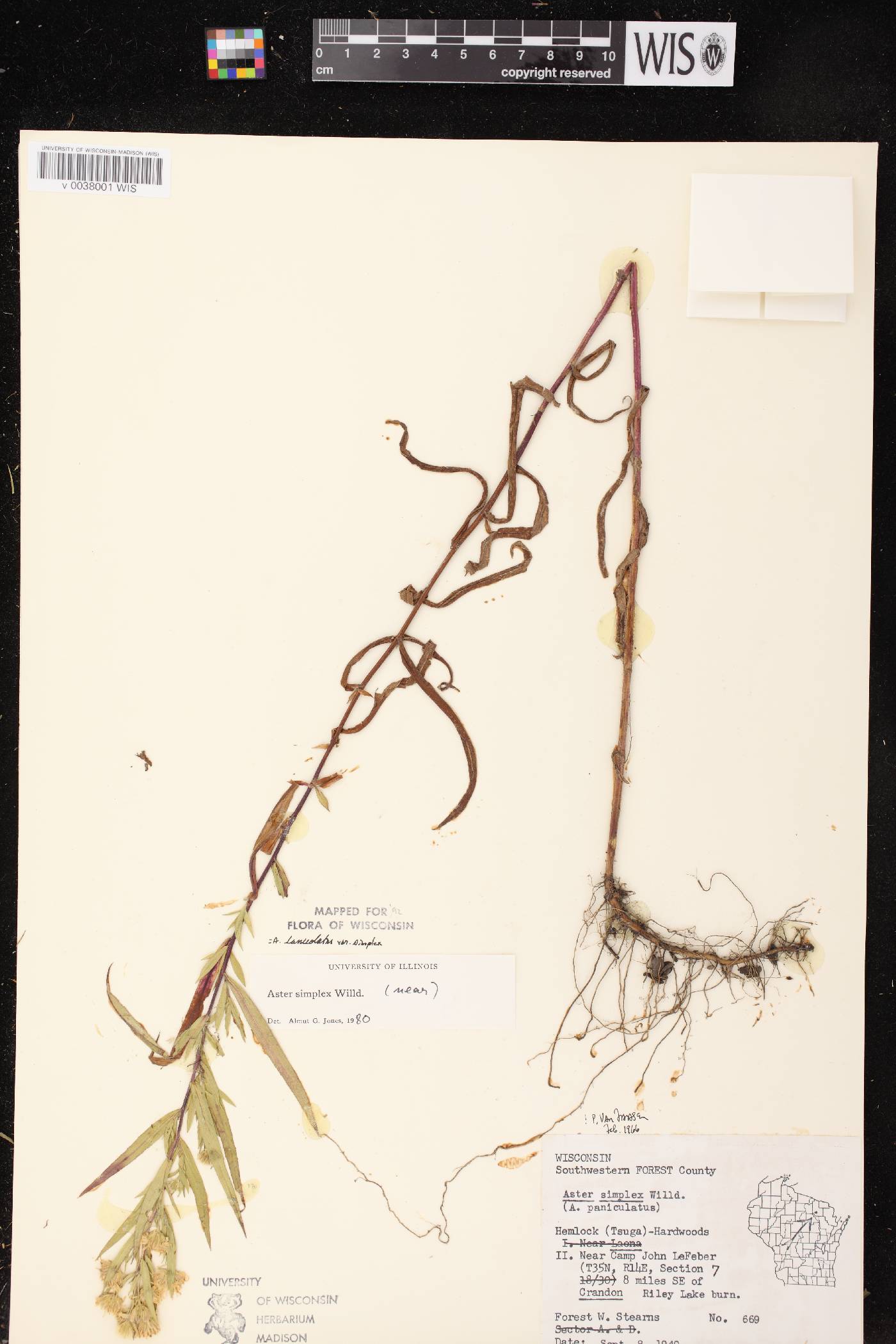 Symphyotrichum lanceolatum var. lanceolatum image