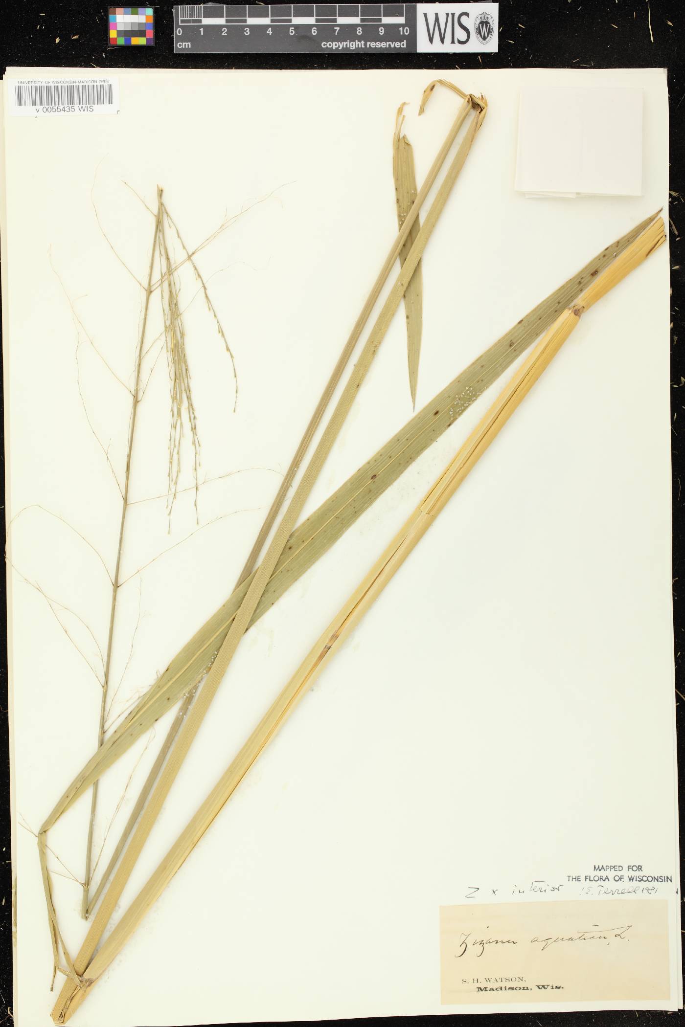 Zizania palustris var. interior image