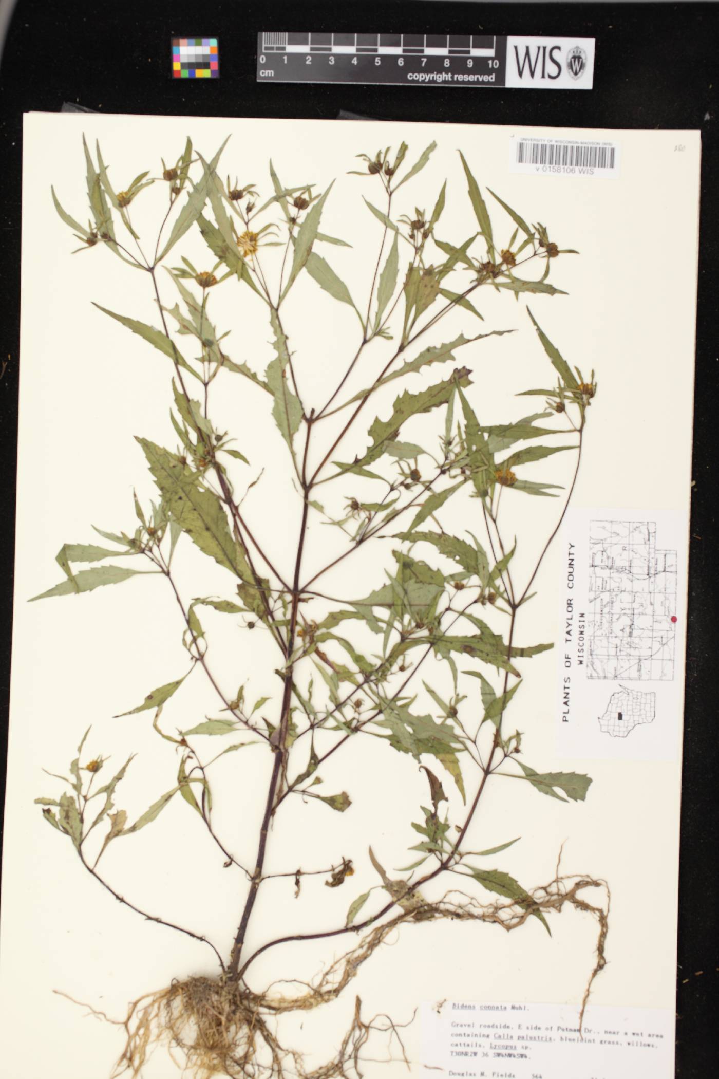 Bidens connata image