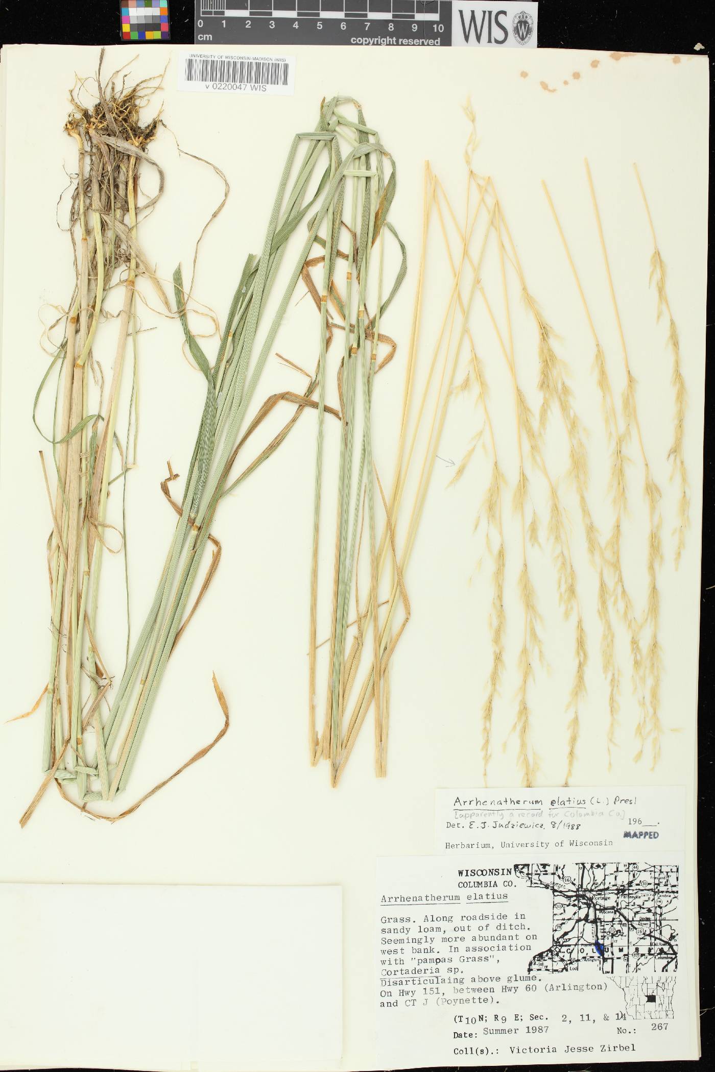 Arrhenatherum elatius image