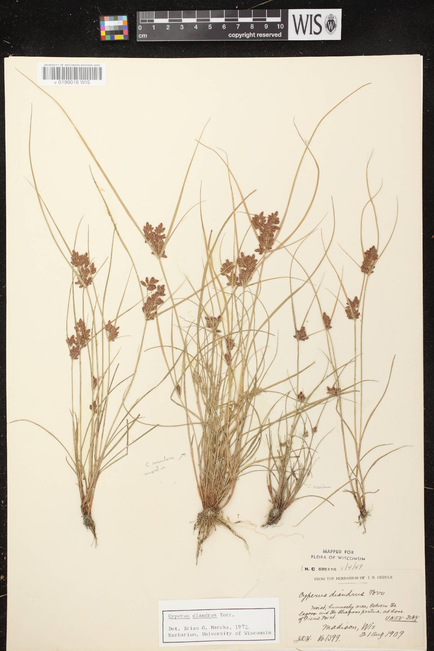 Cyperus diandrus image