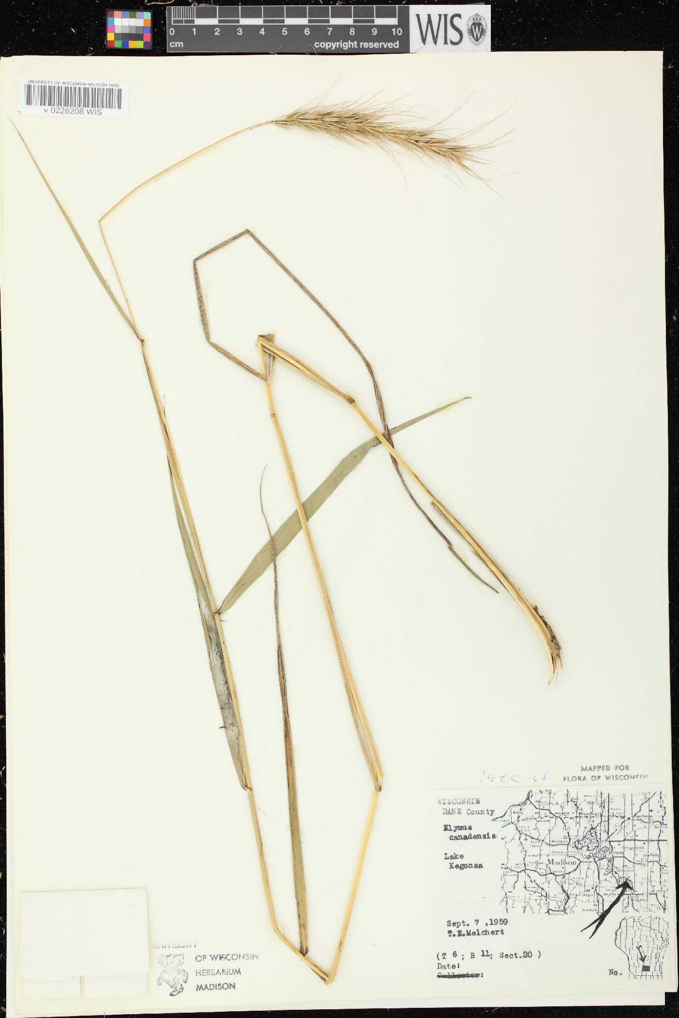 Elymus canadensis image