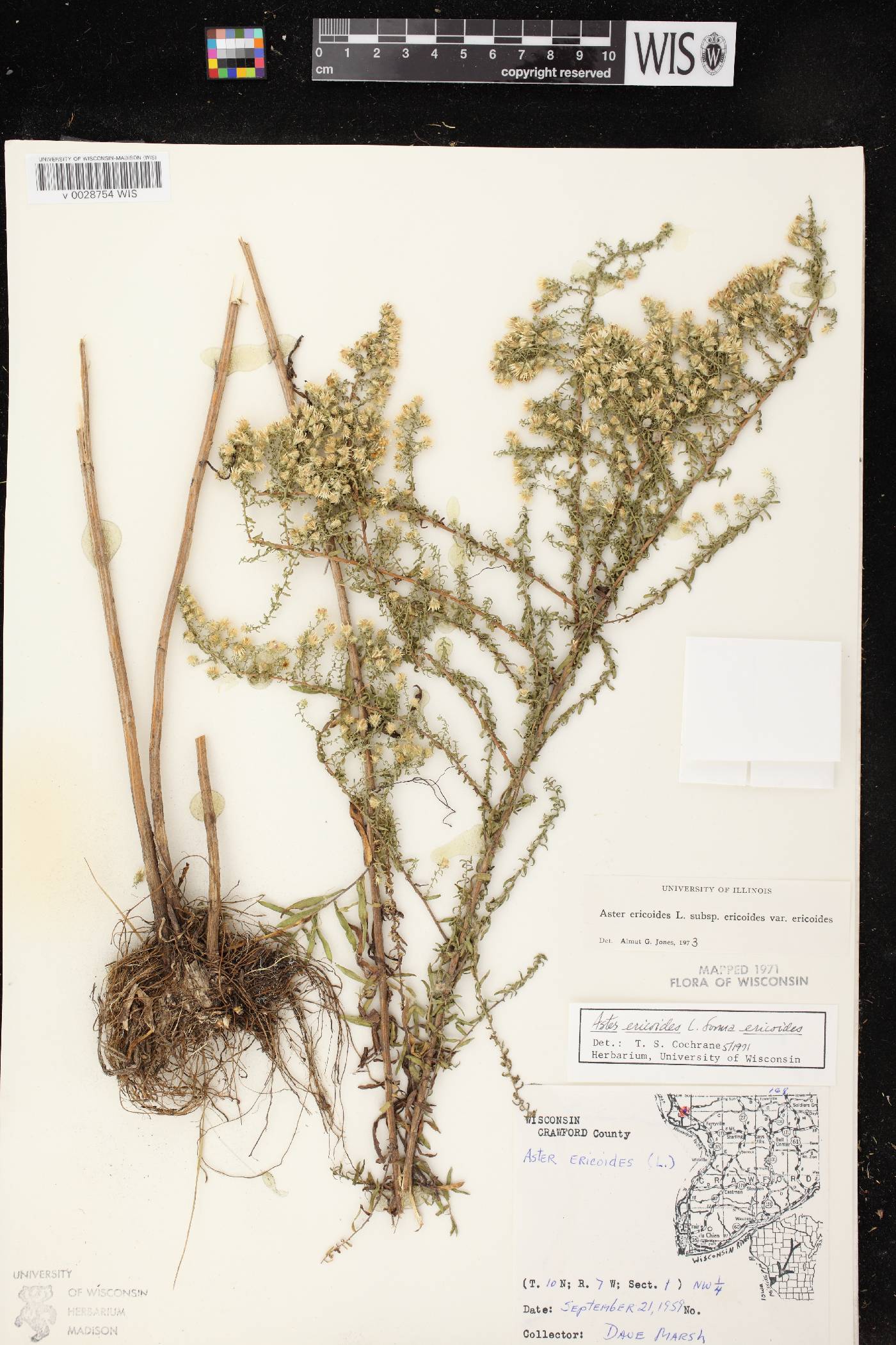 Symphyotrichum ericoides var. ericoides image
