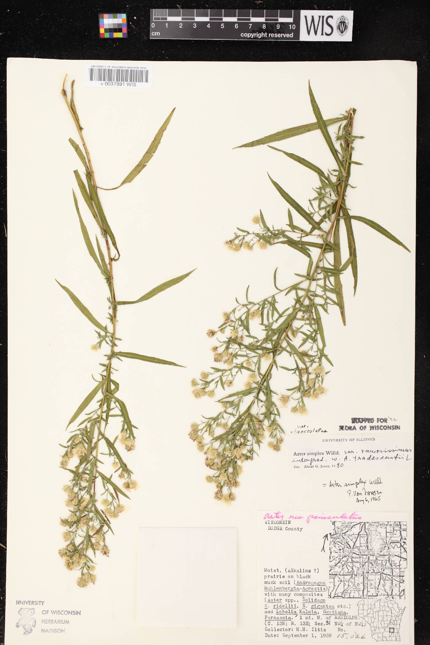 Symphyotrichum lanceolatum var. lanceolatum image