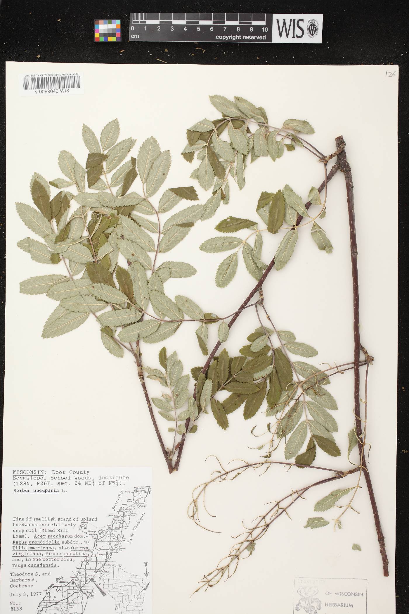 Sorbus aucuparia image