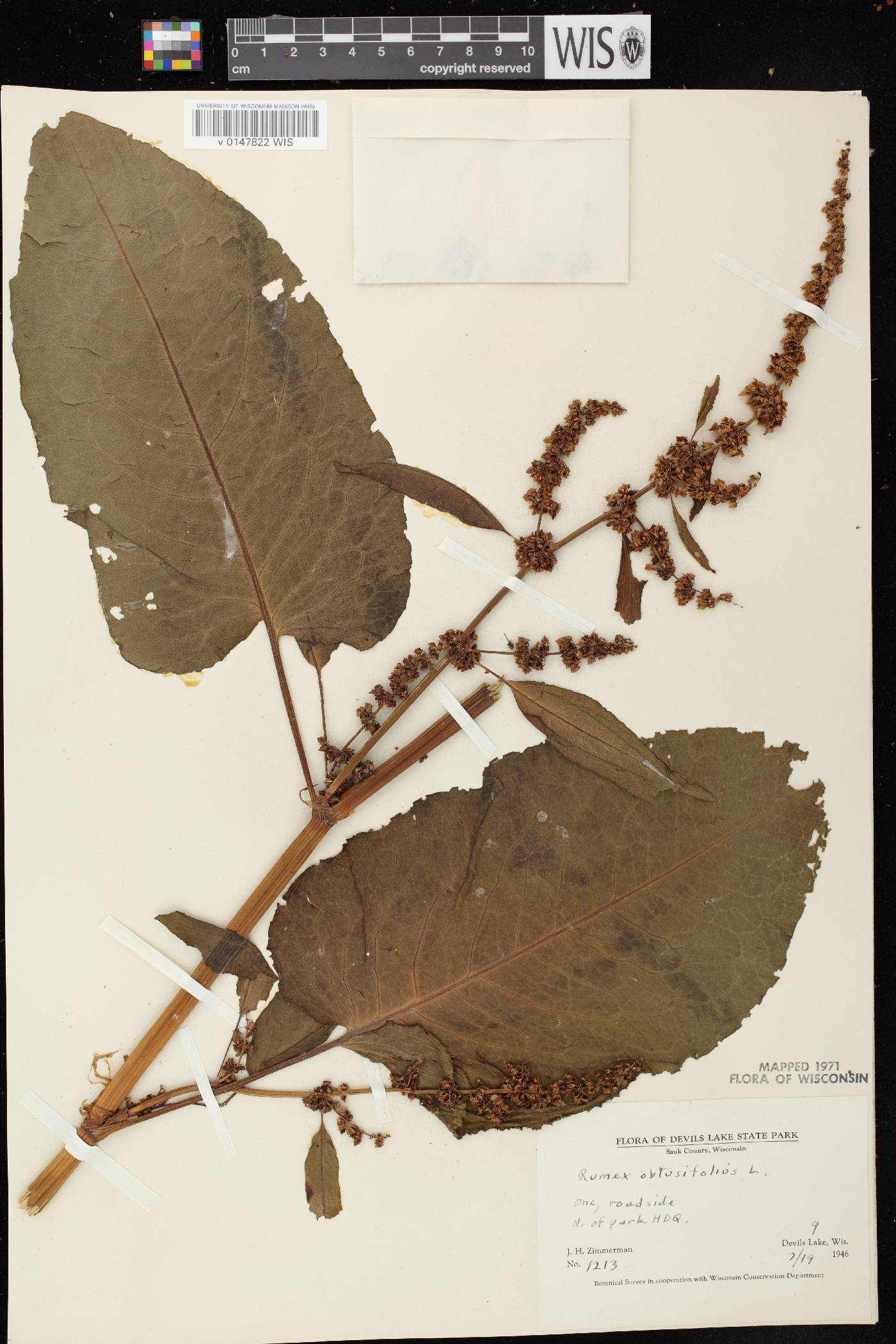 Rumex obtusifolius image