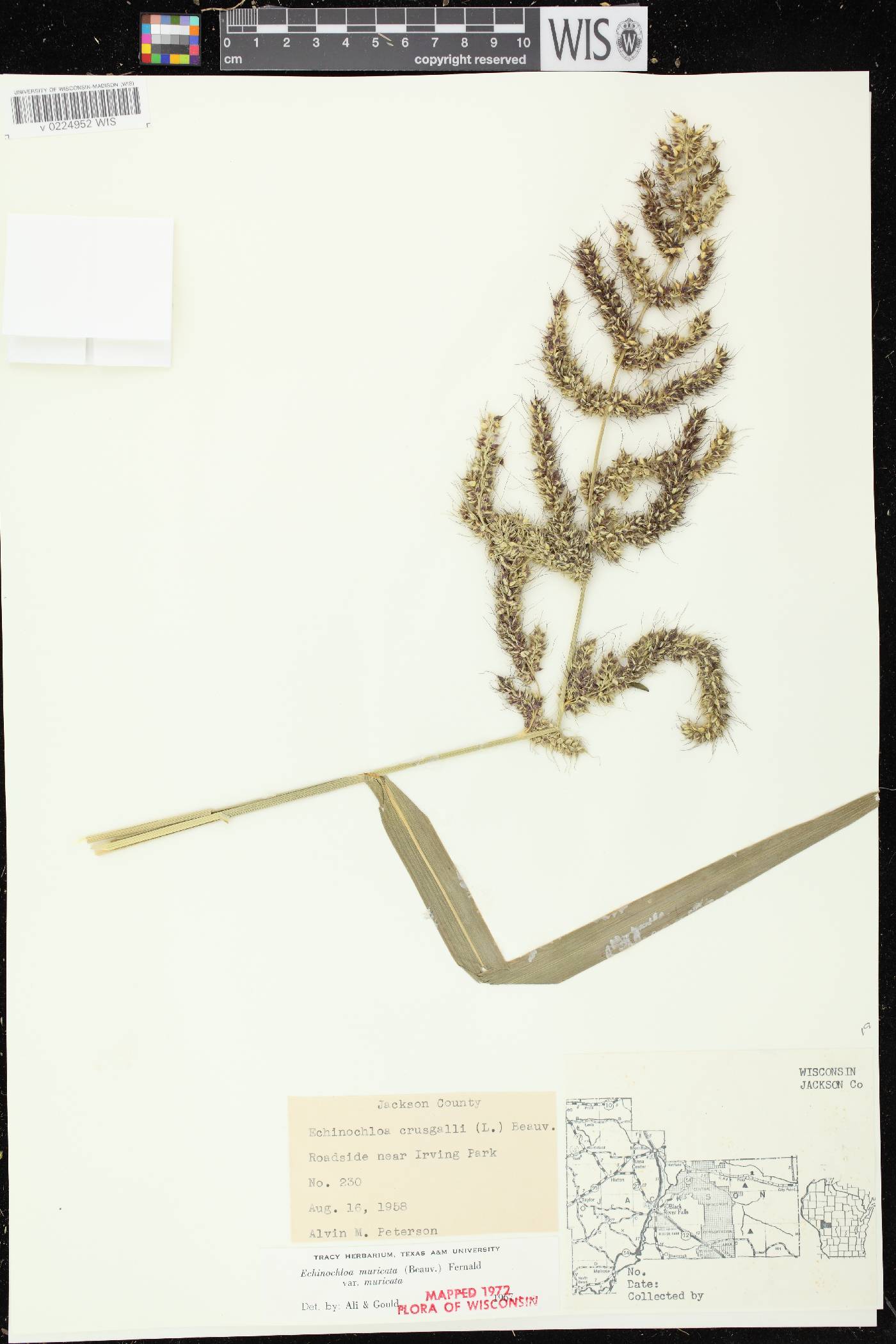 Echinochloa muricata var. muricata image