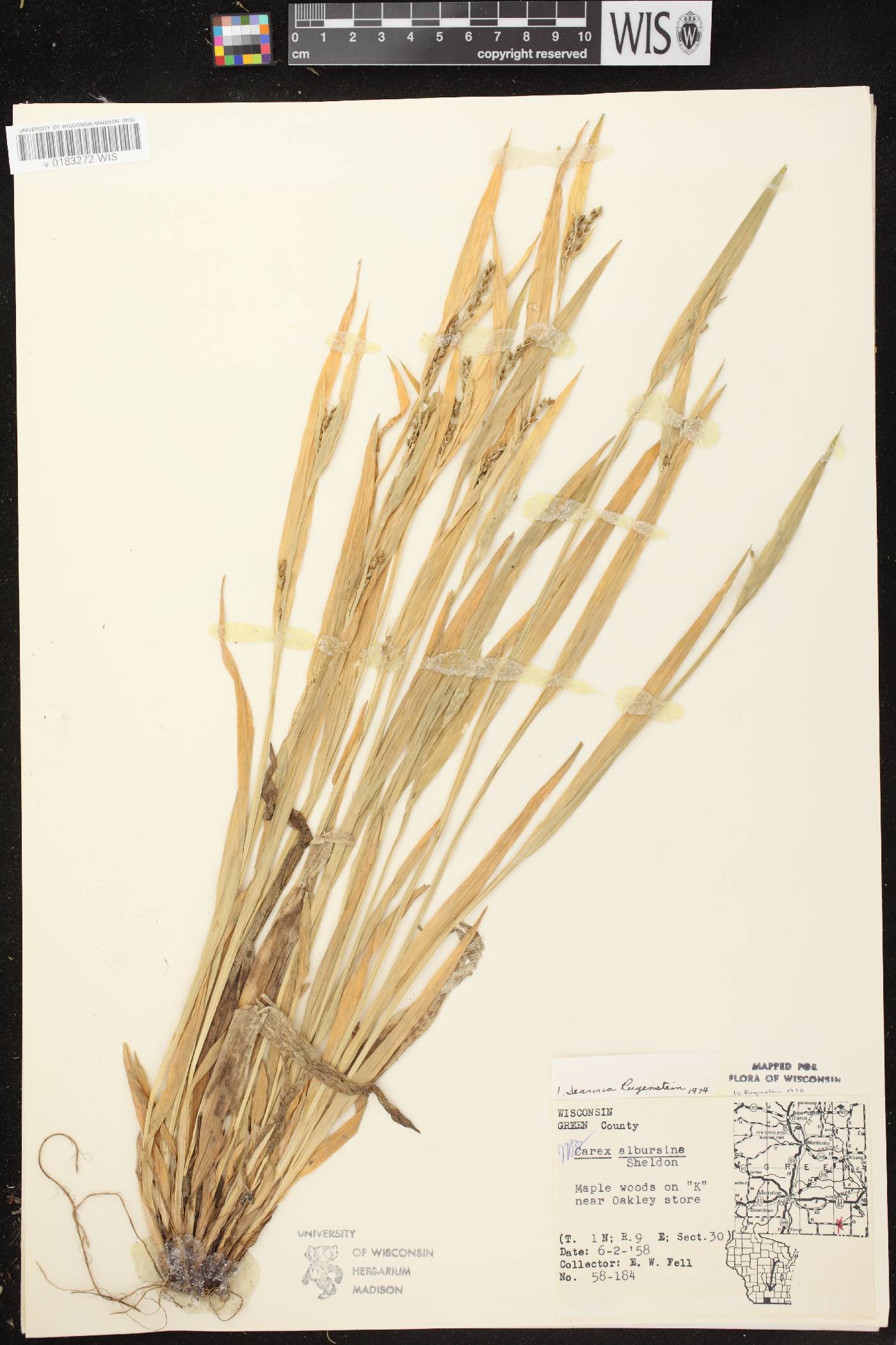 Carex albursina image