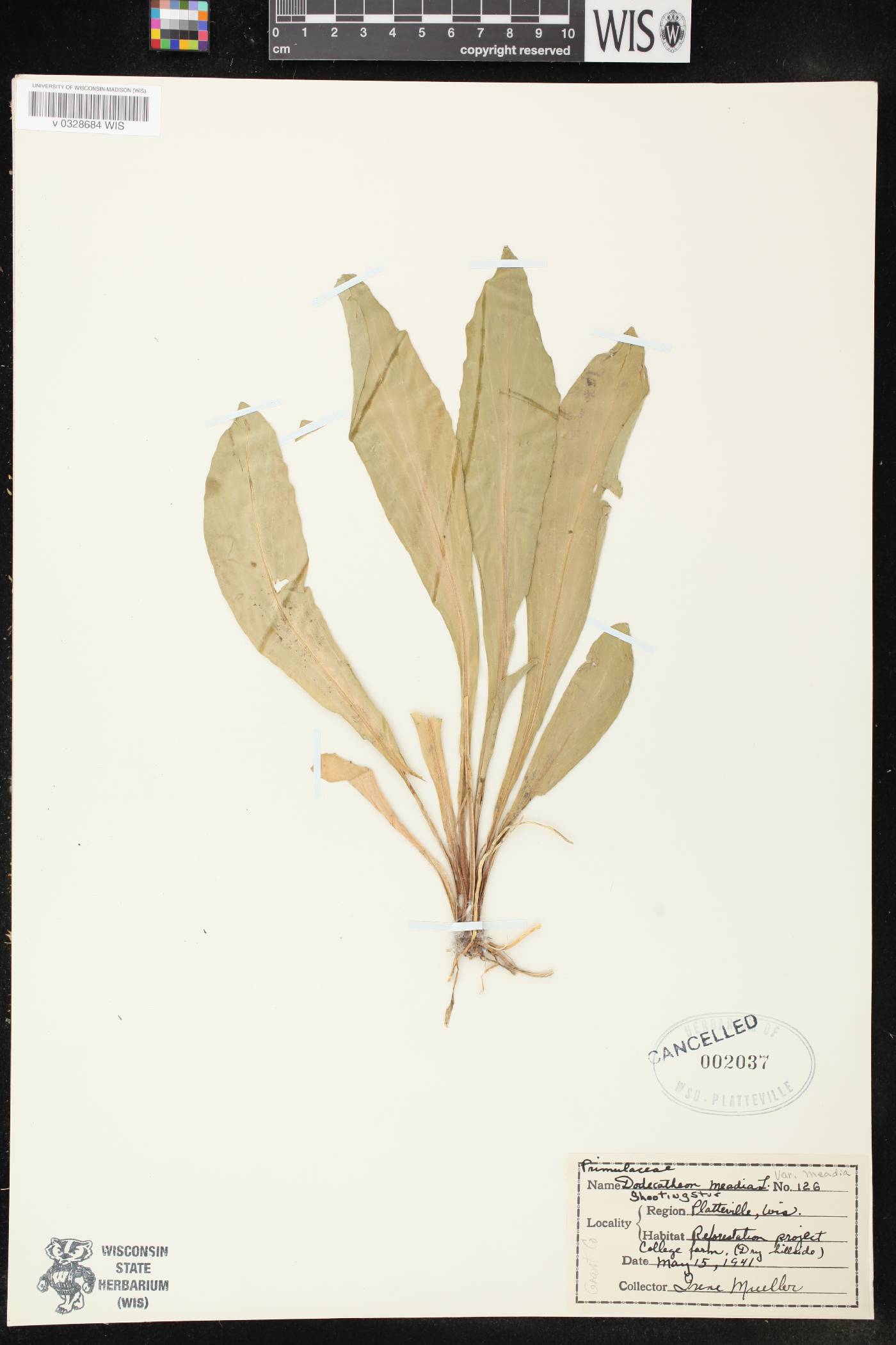 Primula meadia image