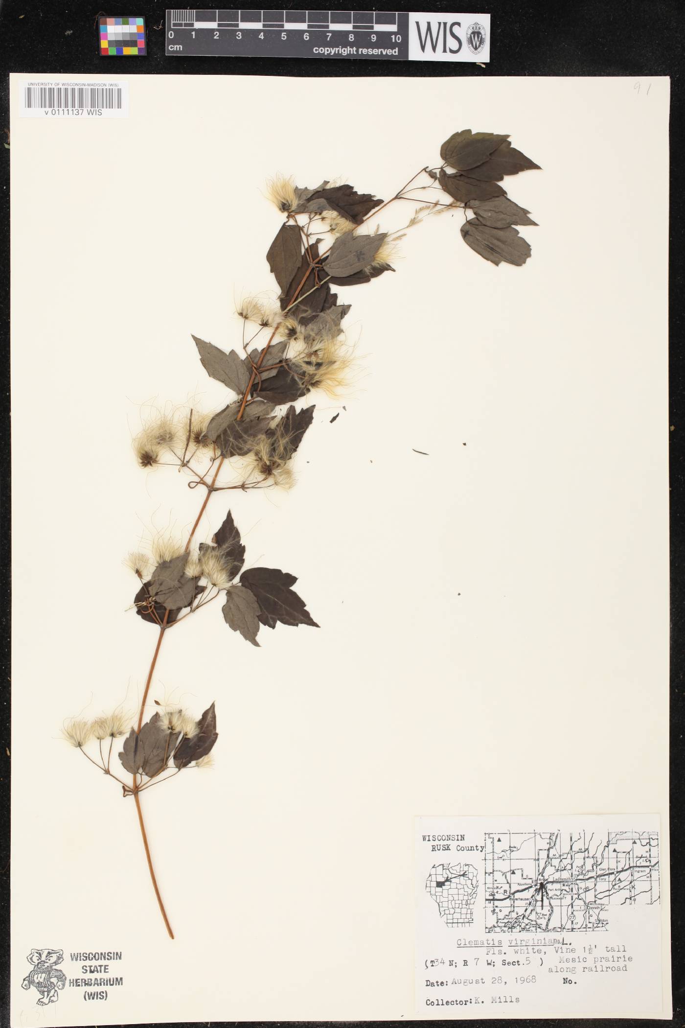 Clematis virginiana image