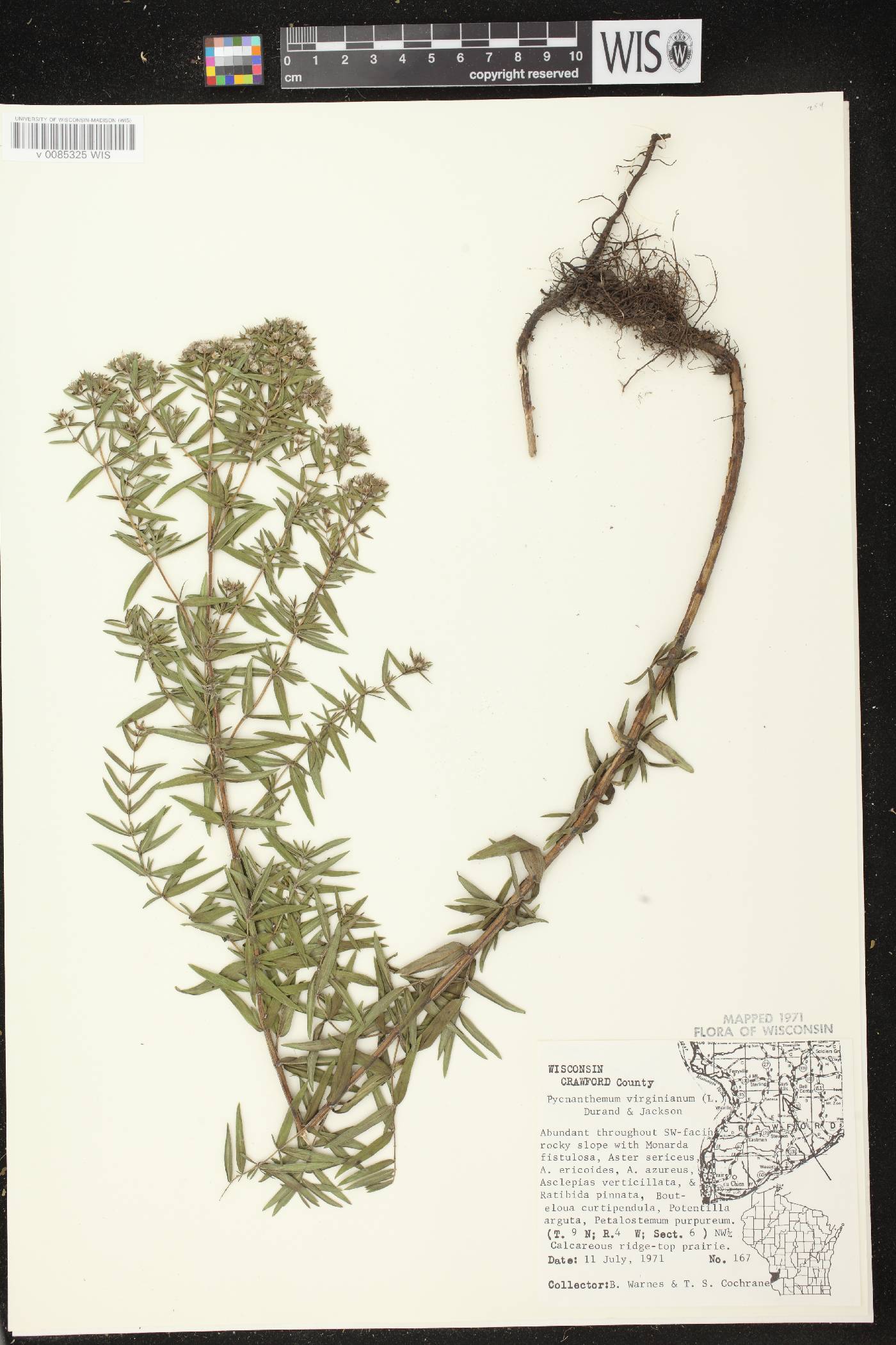 Pycnanthemum virginianum image