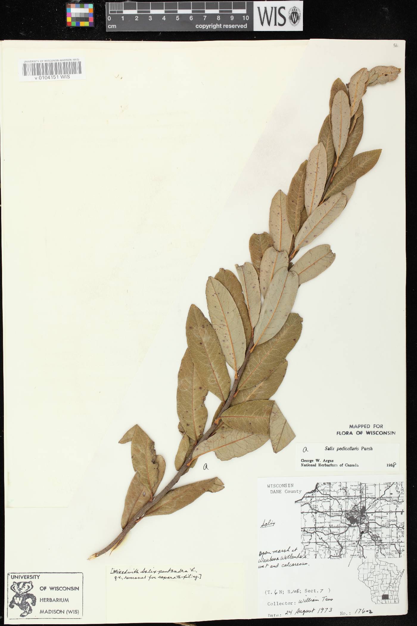 Salix pedicellaris image