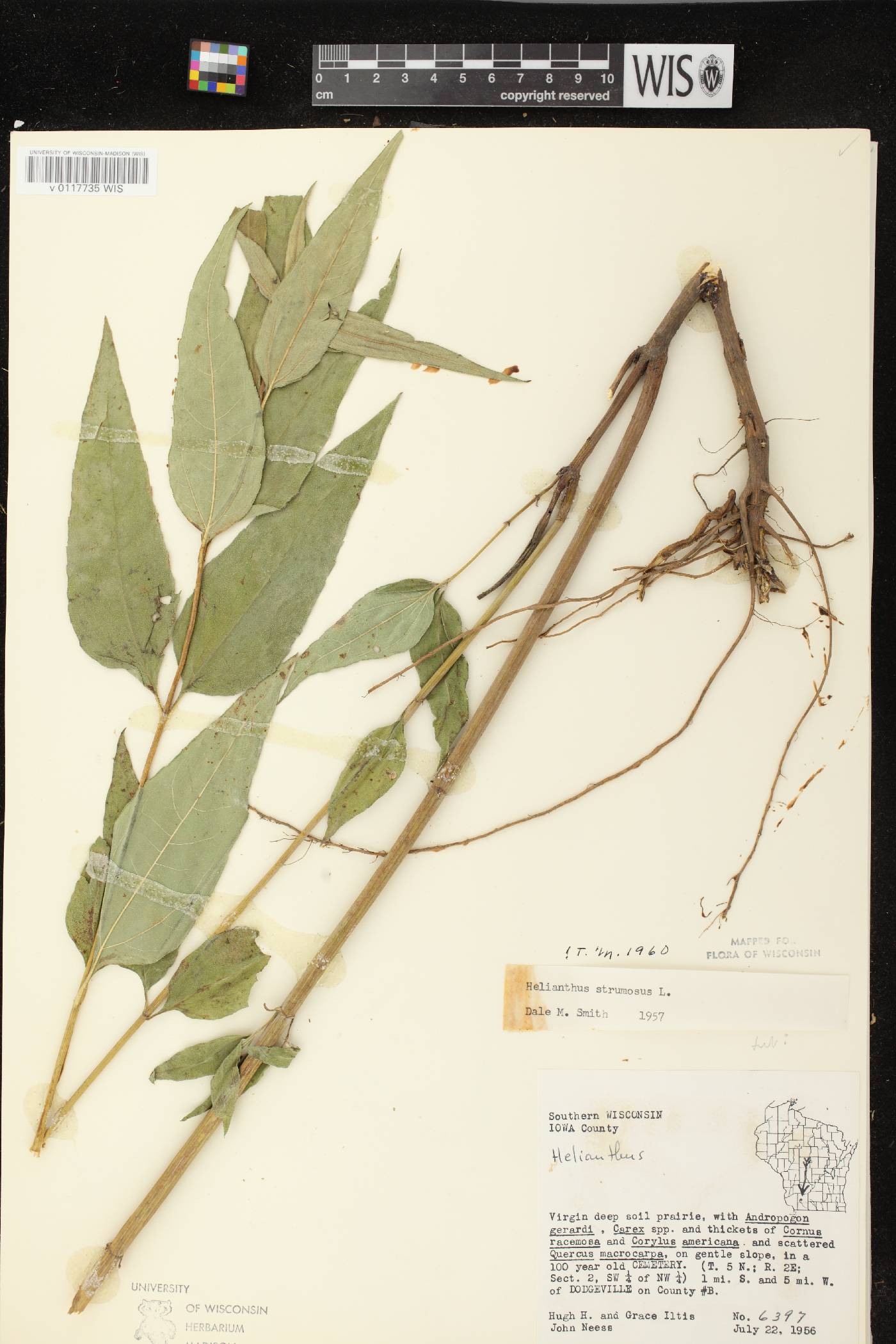 Helianthus strumosus image
