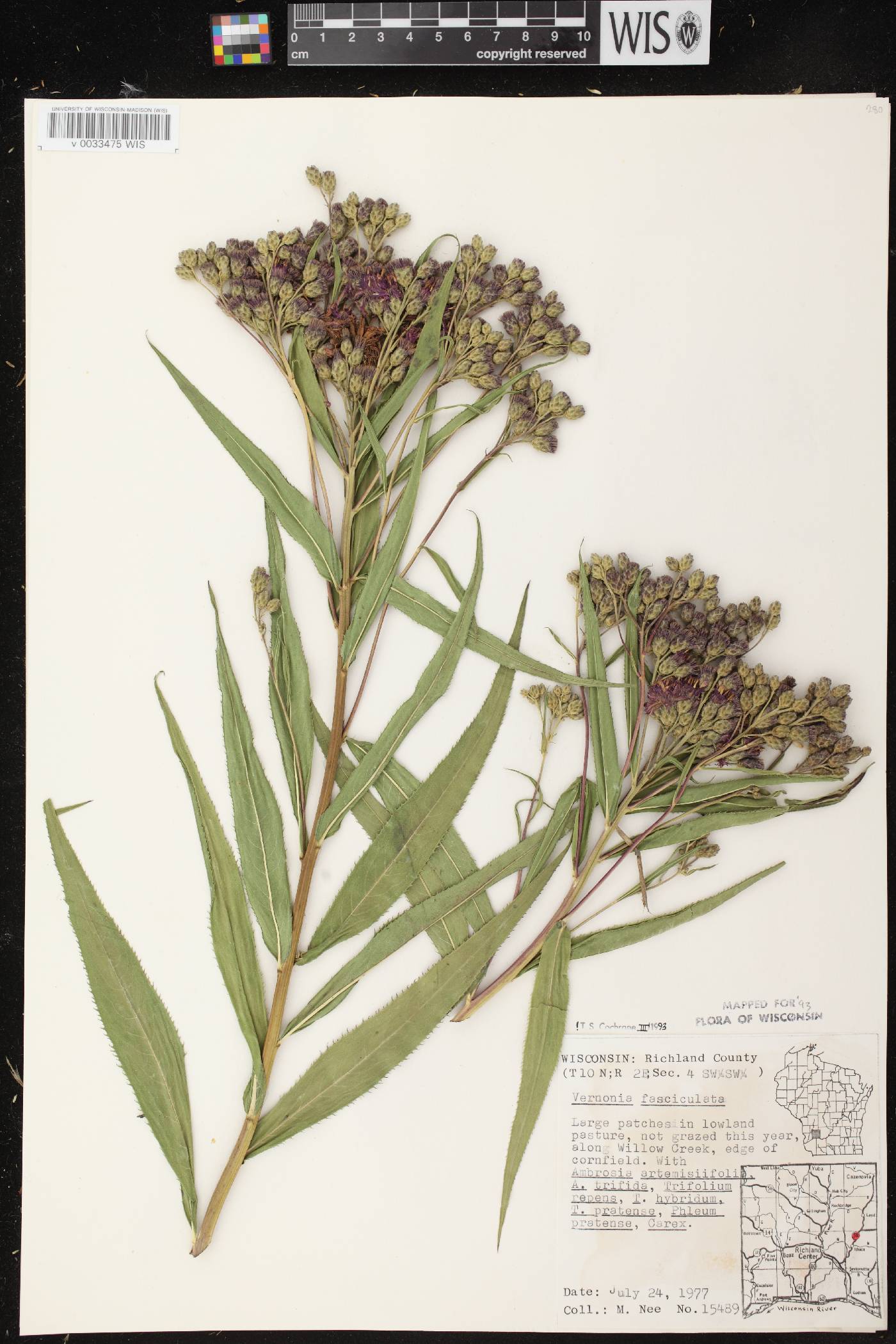 Vernonia fasciculata image