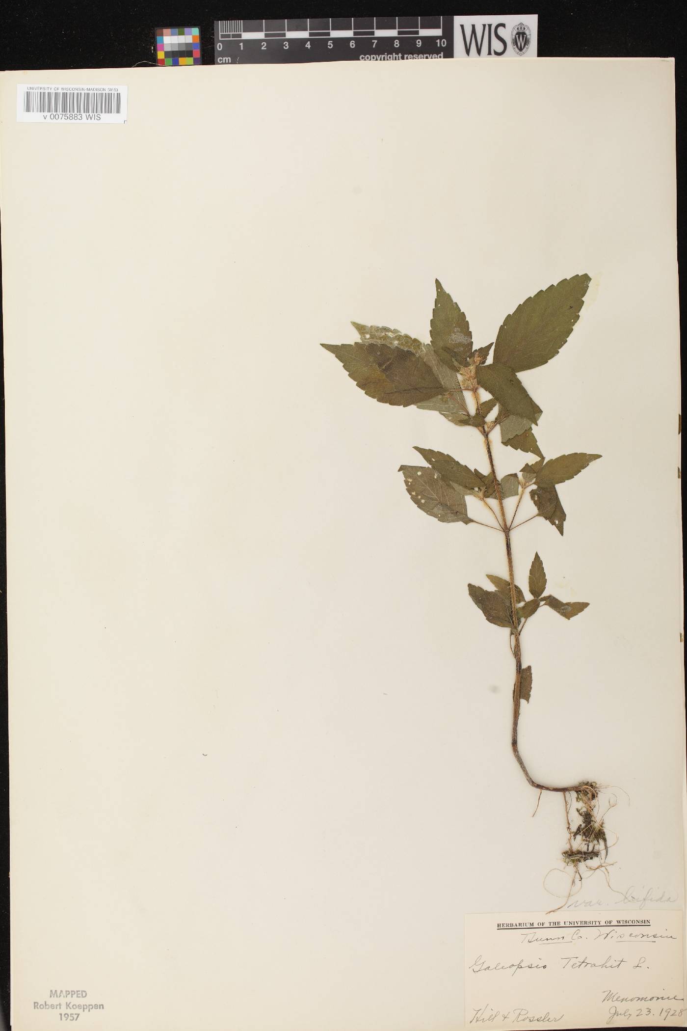 Galeopsis tetrahit image