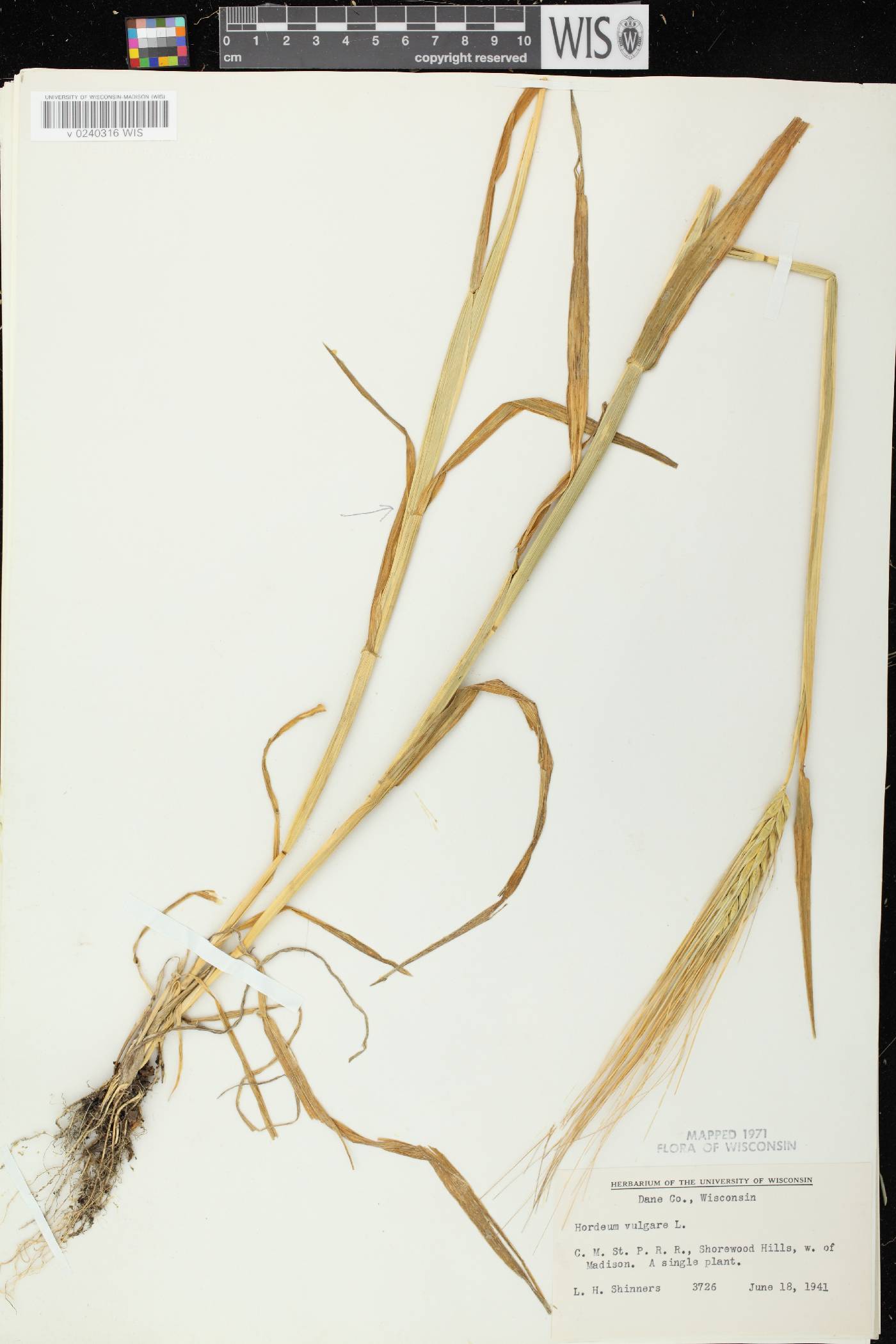 Hordeum vulgare image