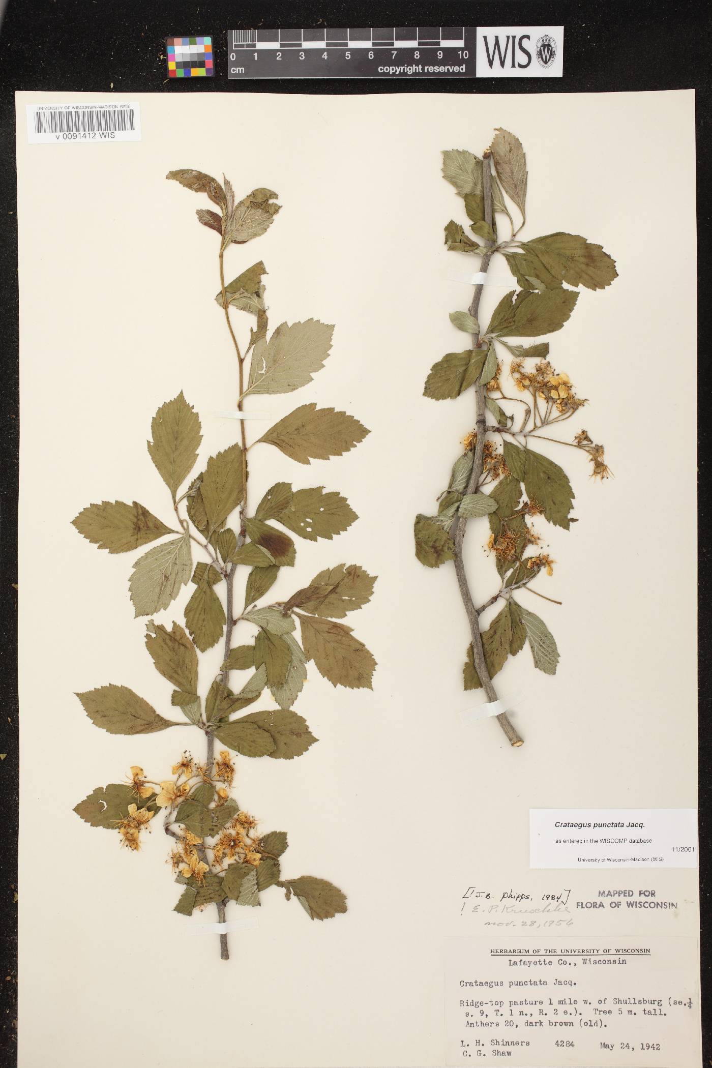 Crataegus punctata image