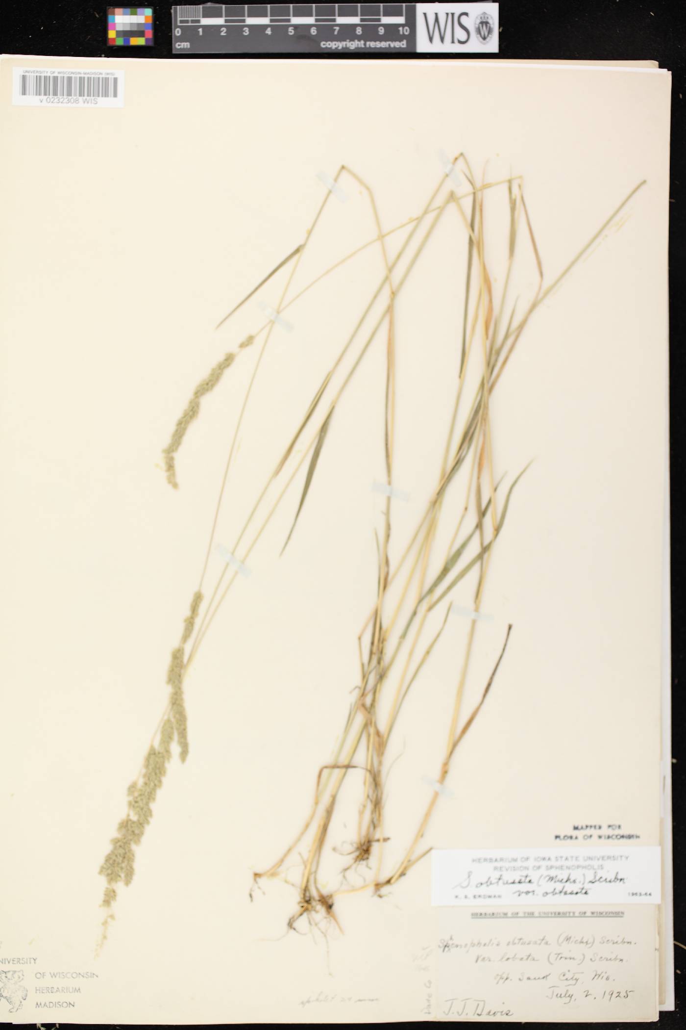 Sphenopholis obtusata image