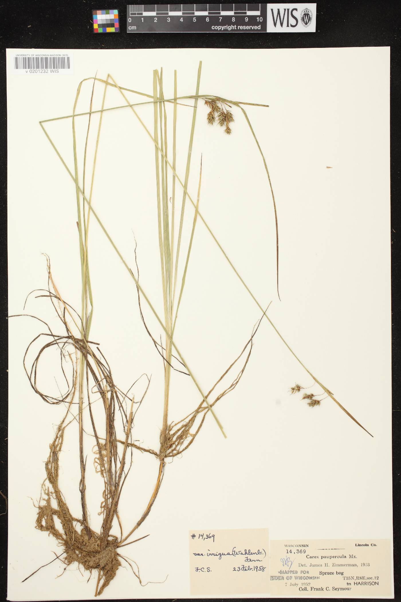 Carex magellanica image