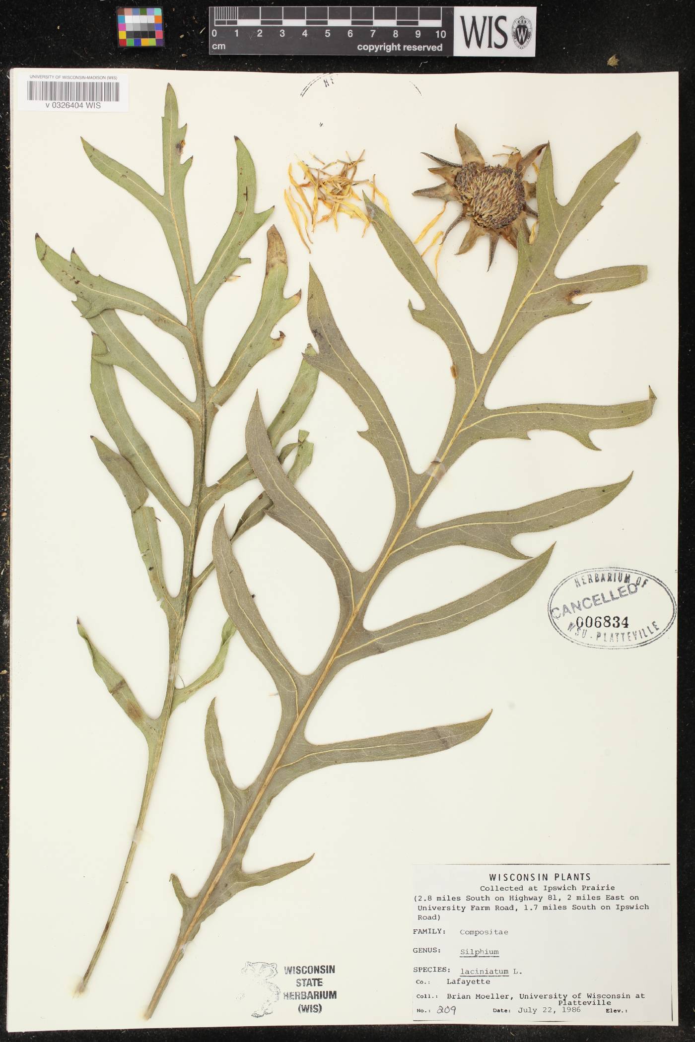Silphium laciniatum image