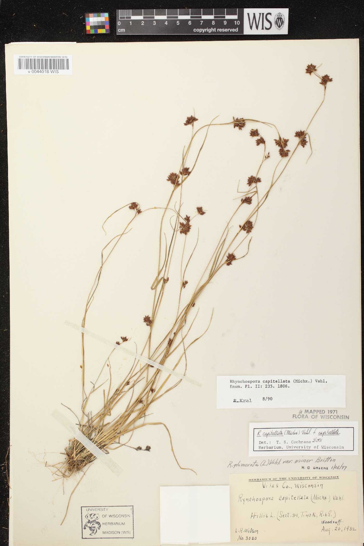 Rhynchospora capitellata image