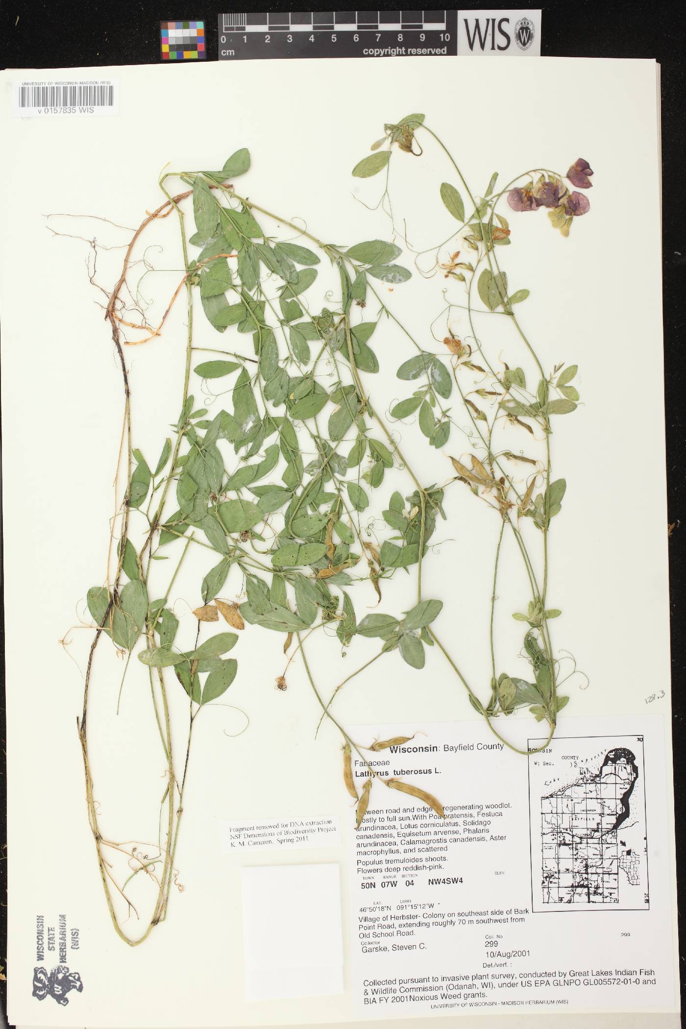 Lathyrus tuberosus image