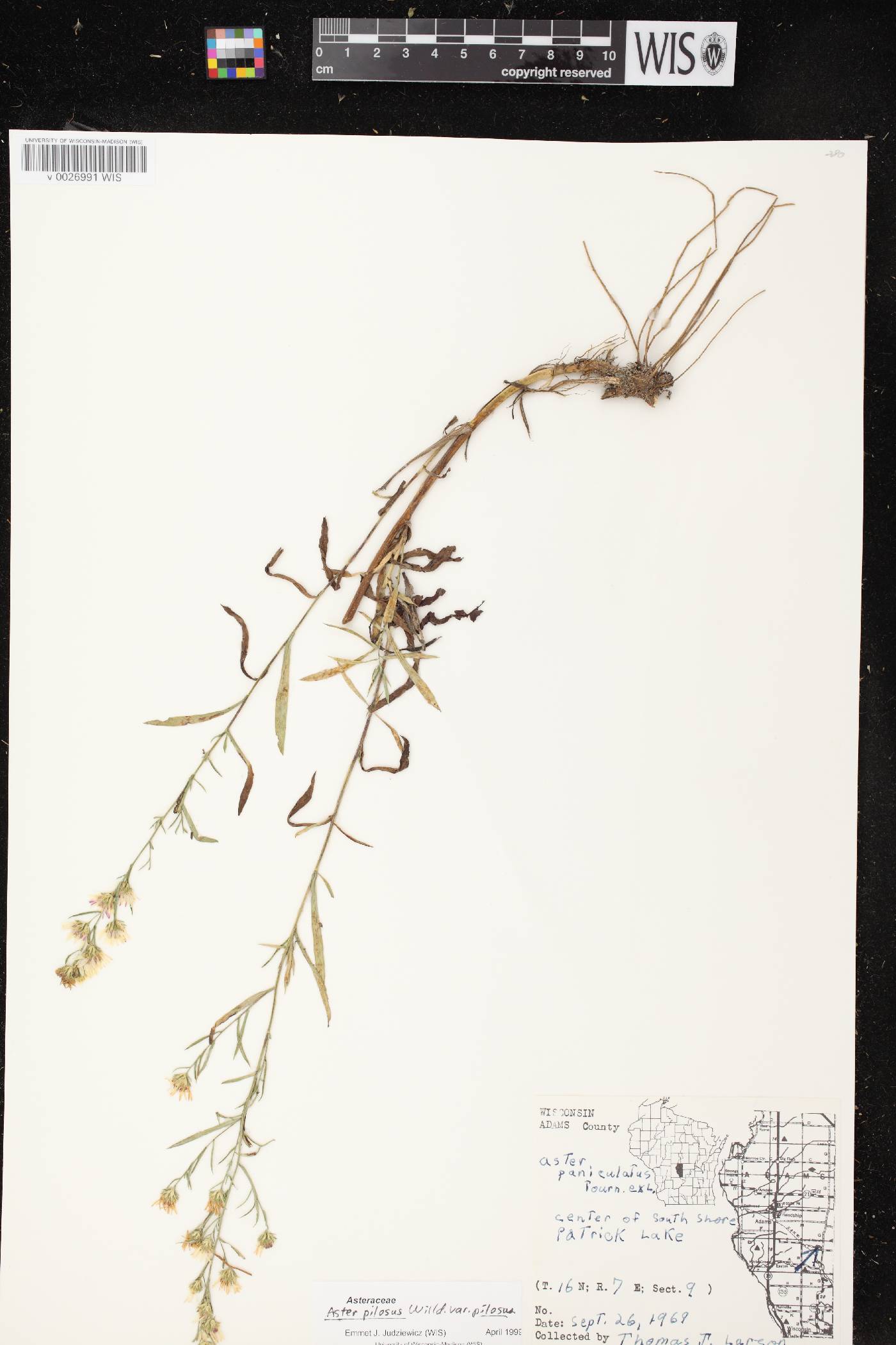 Symphyotrichum pilosum image