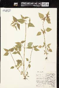 Image of Galinsoga parviflora var. parviflora