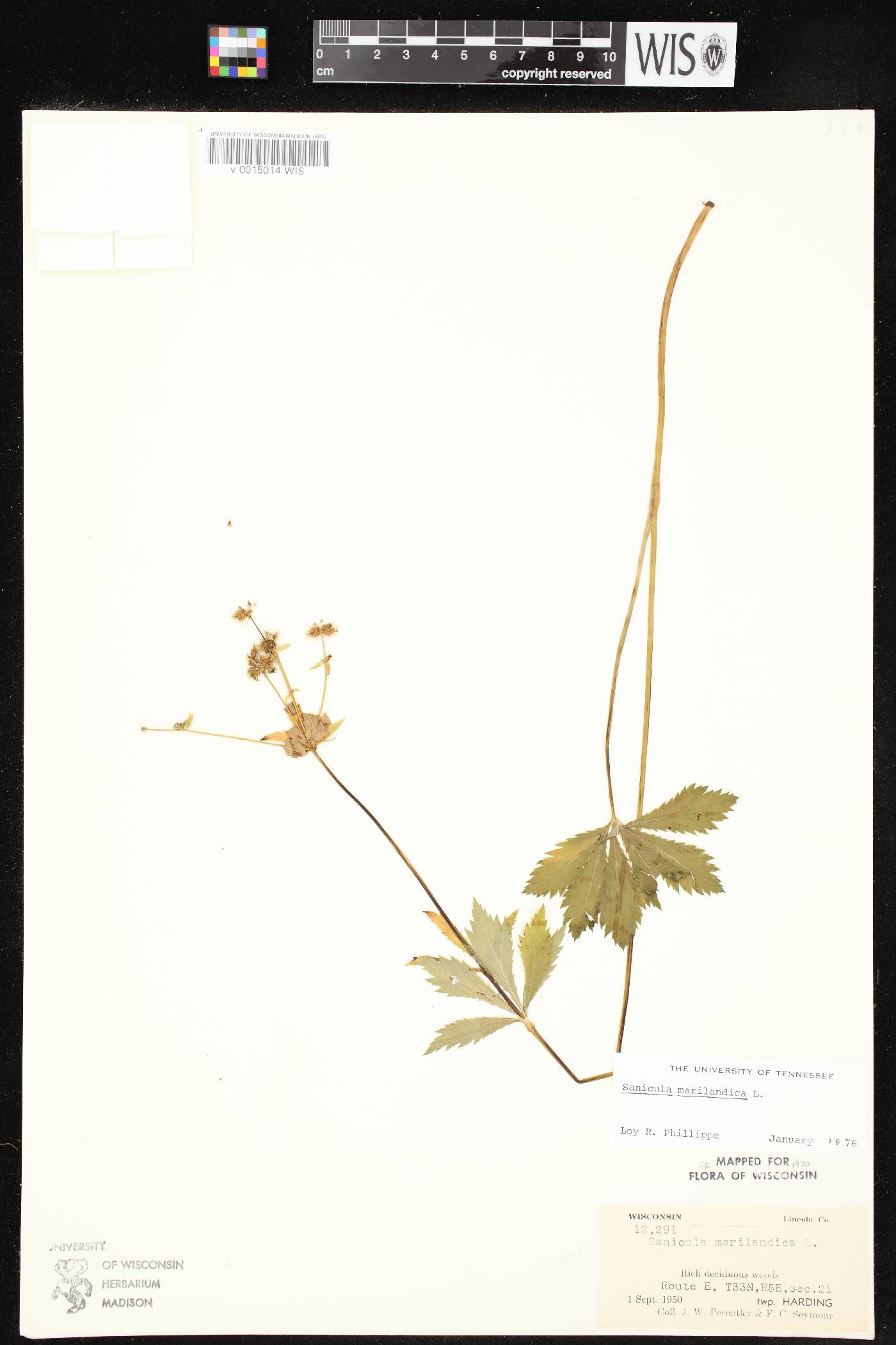 Sanicula marilandica image