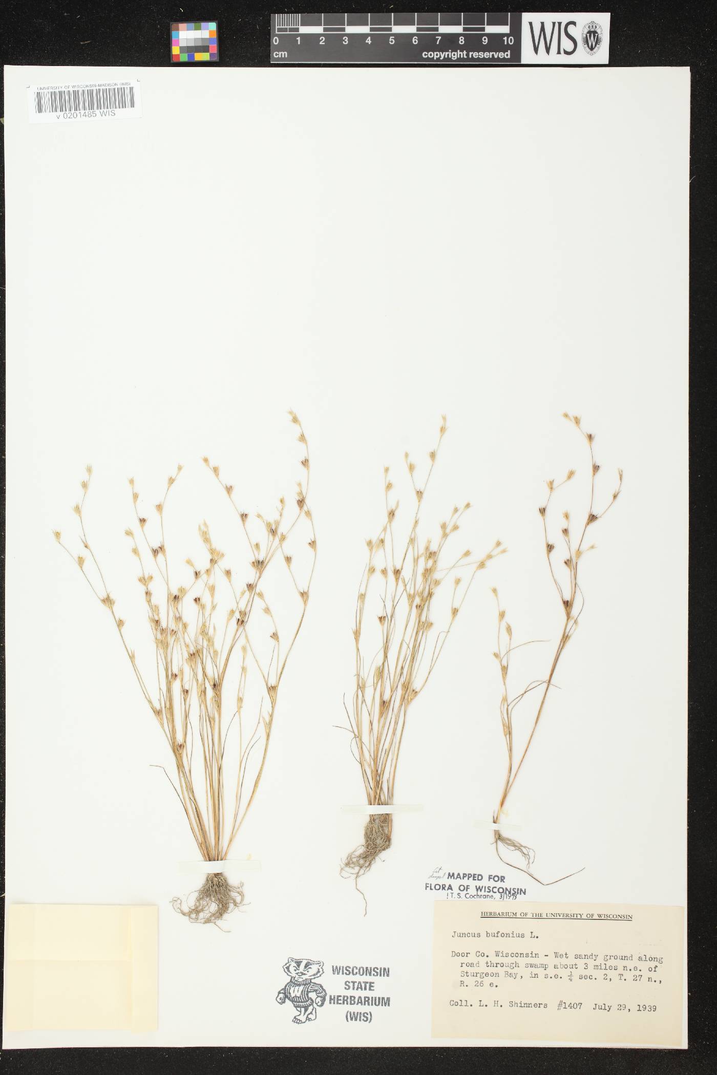 Juncus bufonius image