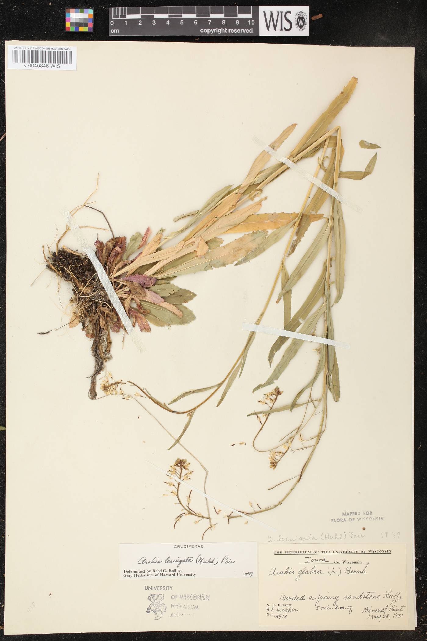 Boechera laevigata image