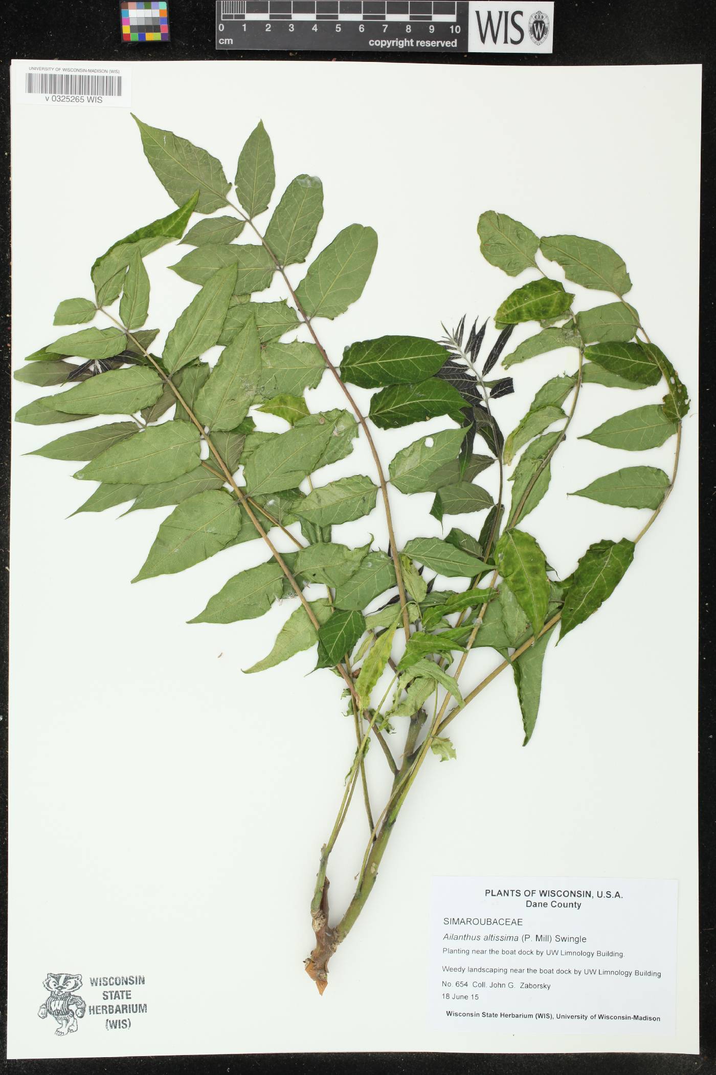 Ailanthus altissima image