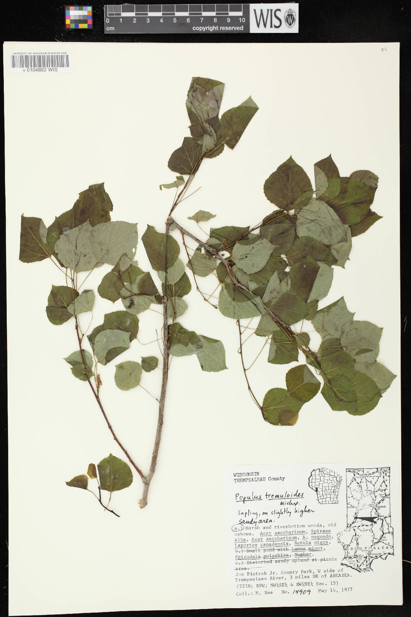 Populus tremuloides image