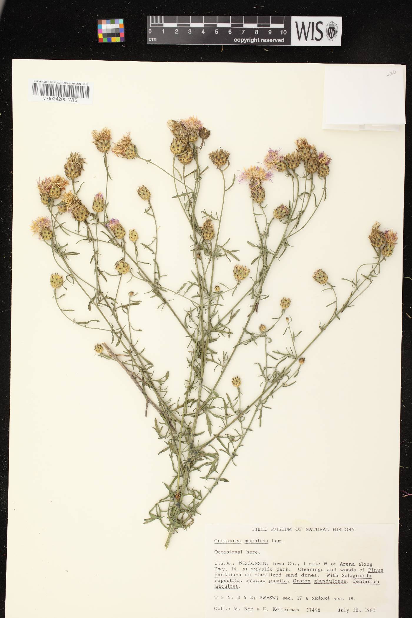 Centaurea stoebe subsp. micranthos image