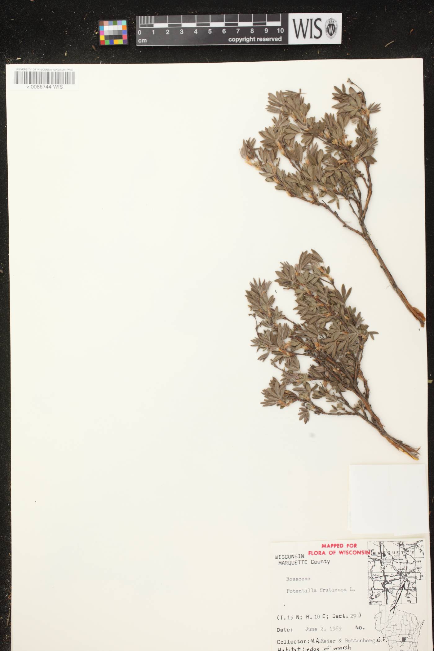Dasiphora fruticosa image