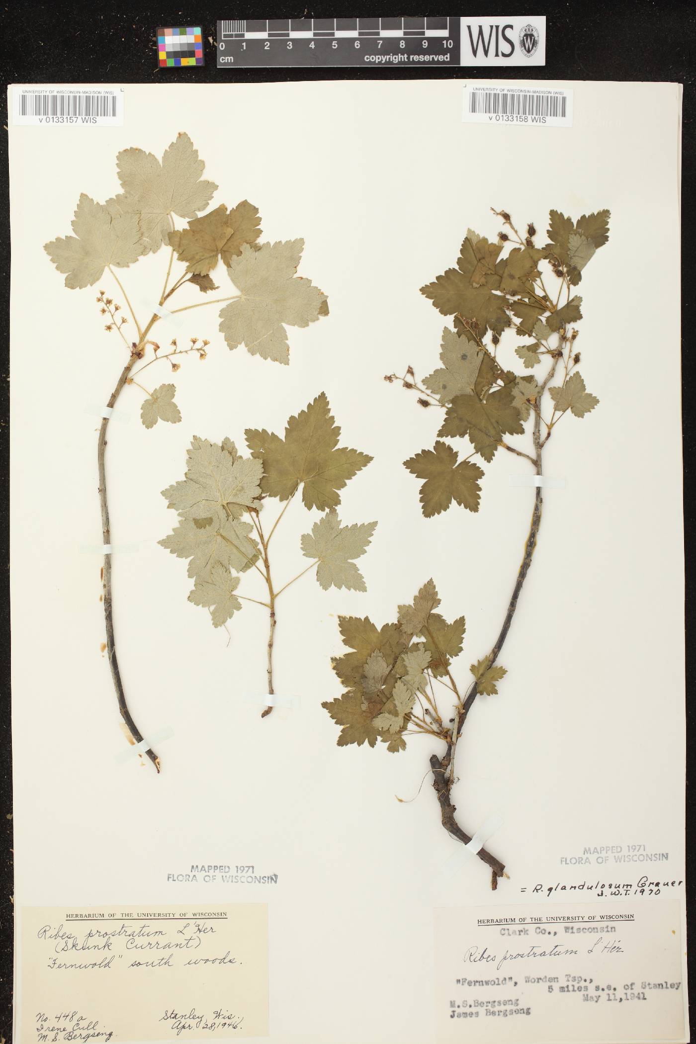 Ribes glandulosum image
