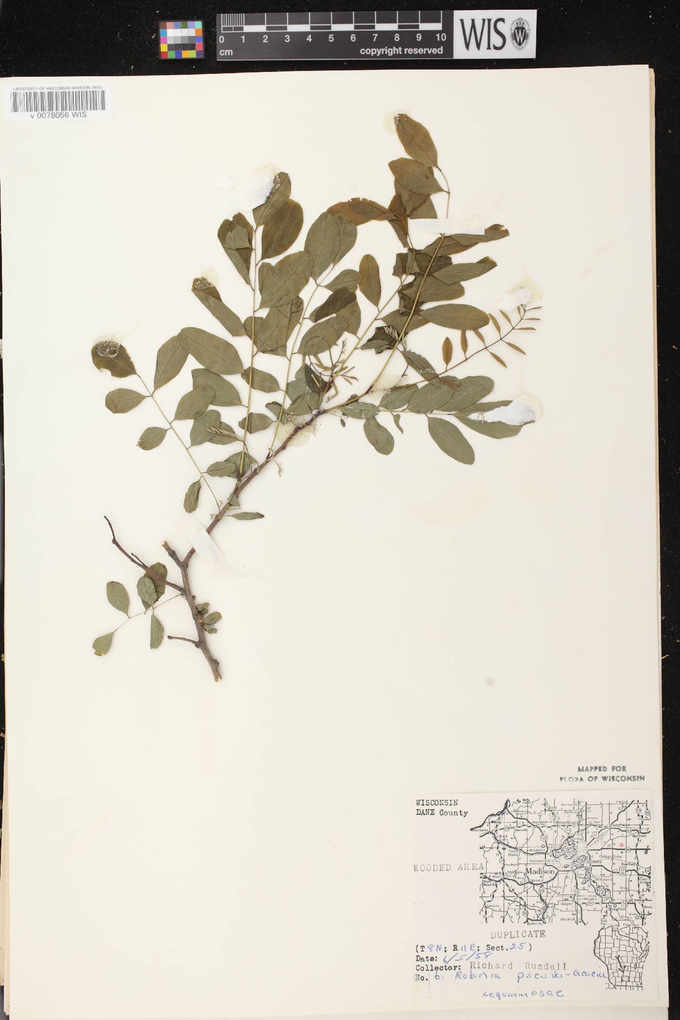 Robinia pseudoacacia image
