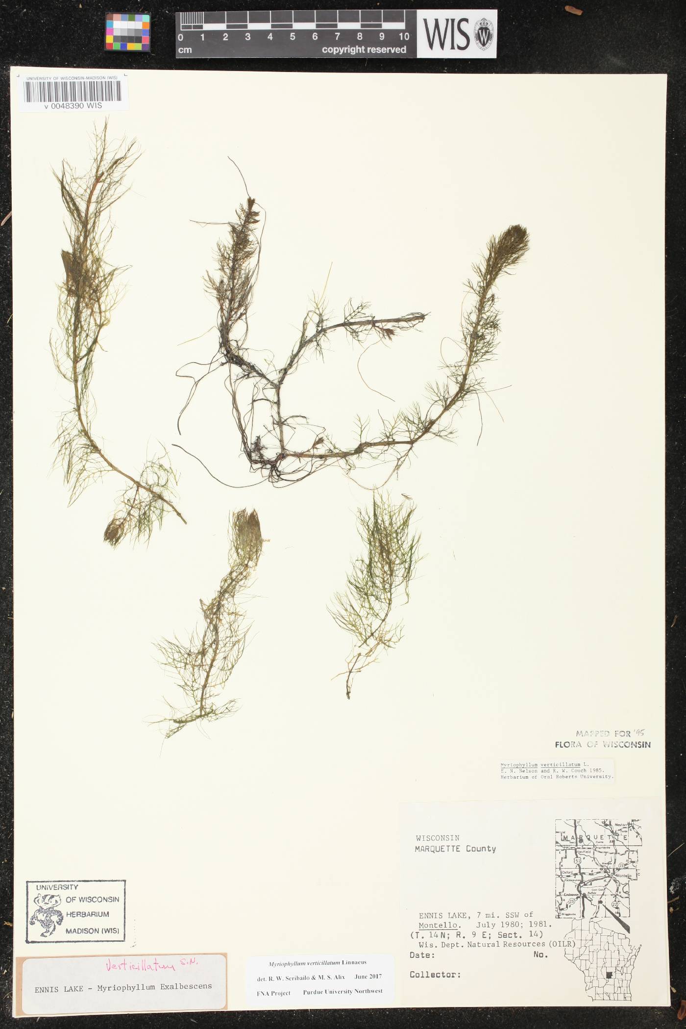 Myriophyllum verticillatum image