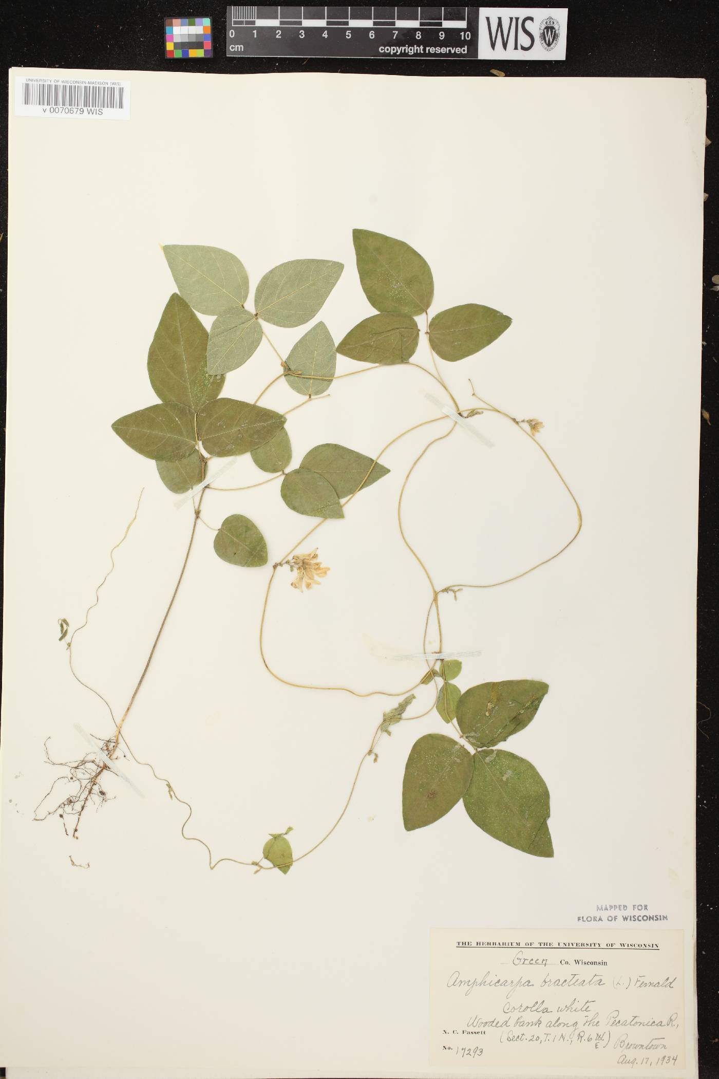 Amphicarpaea bracteata image